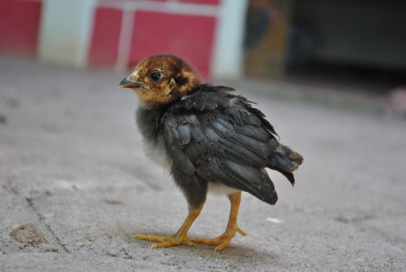 Nikon D3000 sample photo. Hen, farm, chicken photography