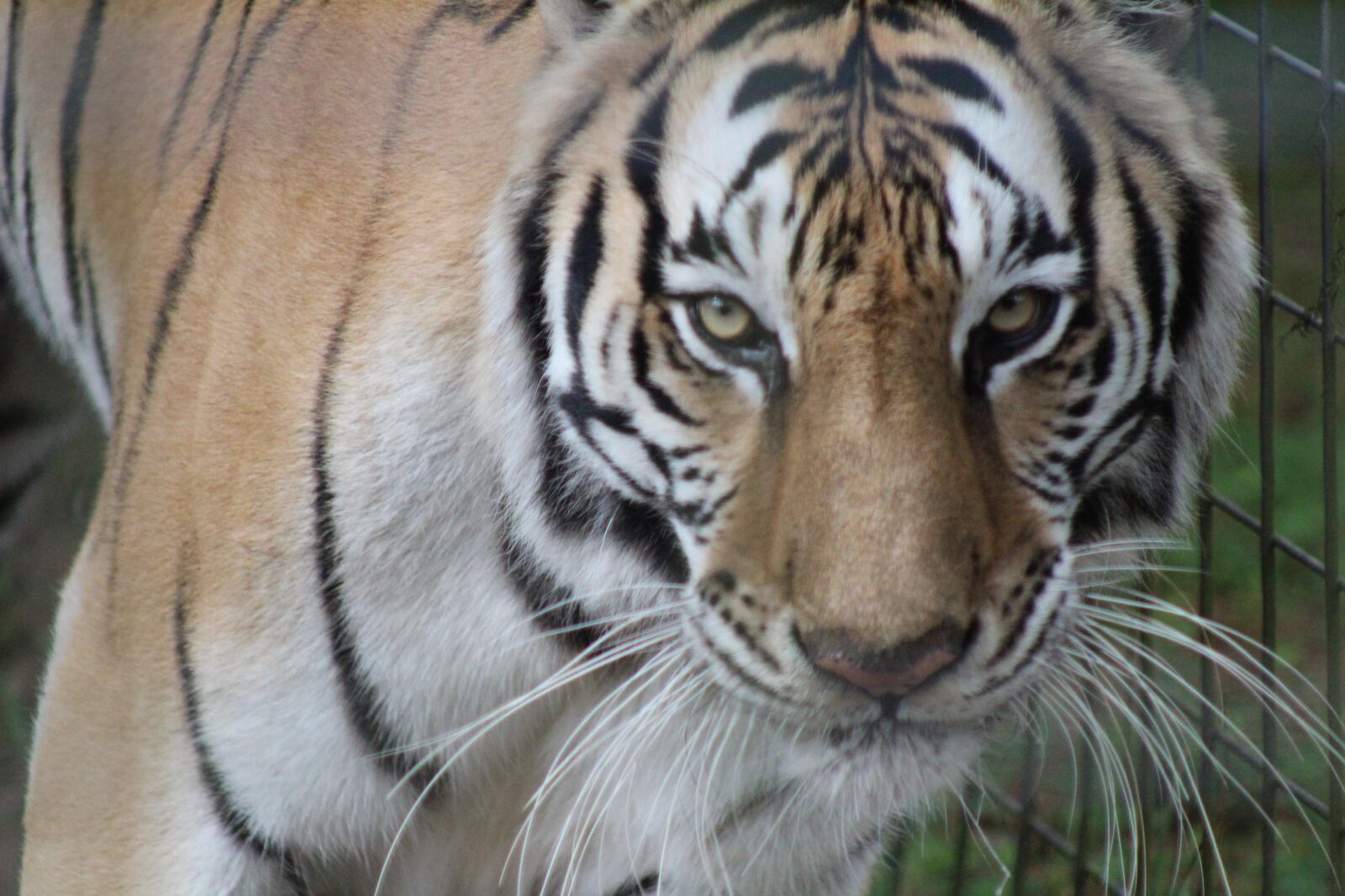 Canon EOS 600D (Rebel EOS T3i / EOS Kiss X5) sample photo. Tiger, zoo, animal photography