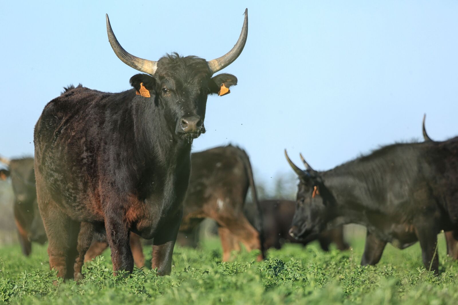 Canon EF 100-400mm F4.5-5.6L IS USM sample photo. Bull, cattle, agriculture photography