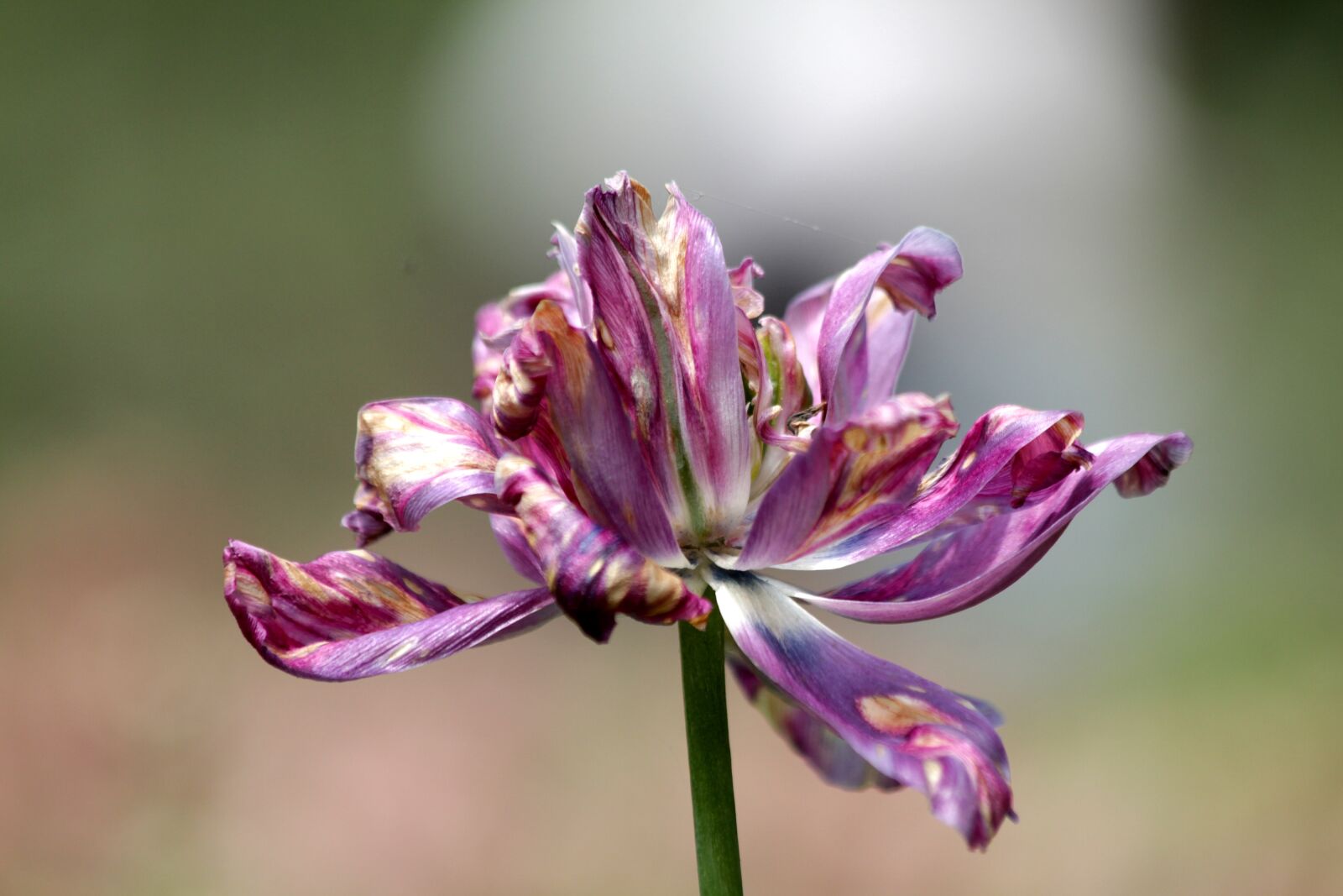 Canon EOS 650D (EOS Rebel T4i / EOS Kiss X6i) sample photo. Tulip, lilac tulip, flower photography
