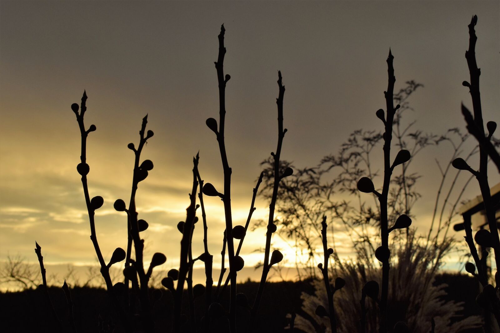 Nikon D5500 sample photo. Morgenrot, morgenstimmung, grasses photography