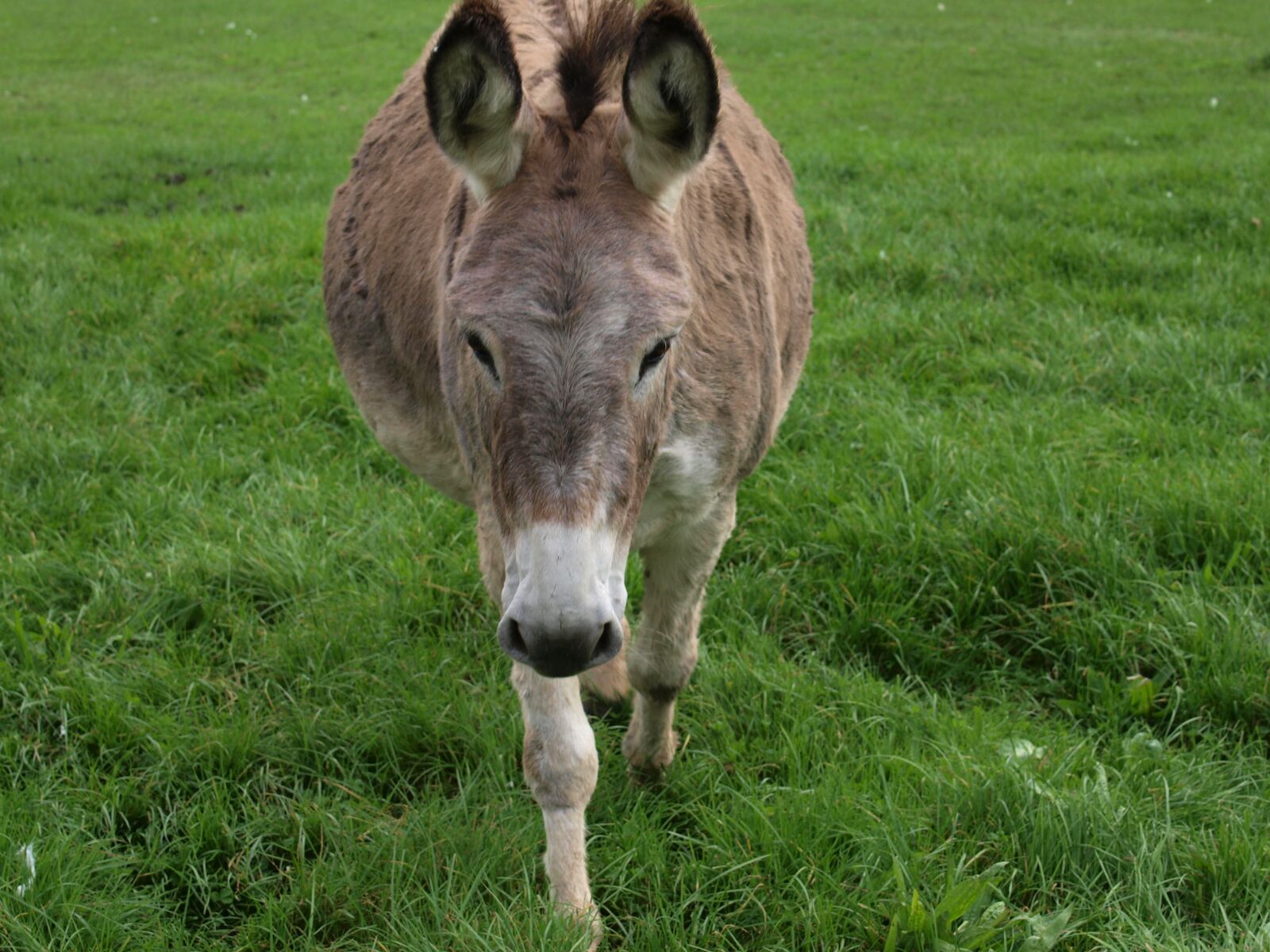 Olympus E-520 (EVOLT E-520) sample photo. Donkey, horse, animal photography