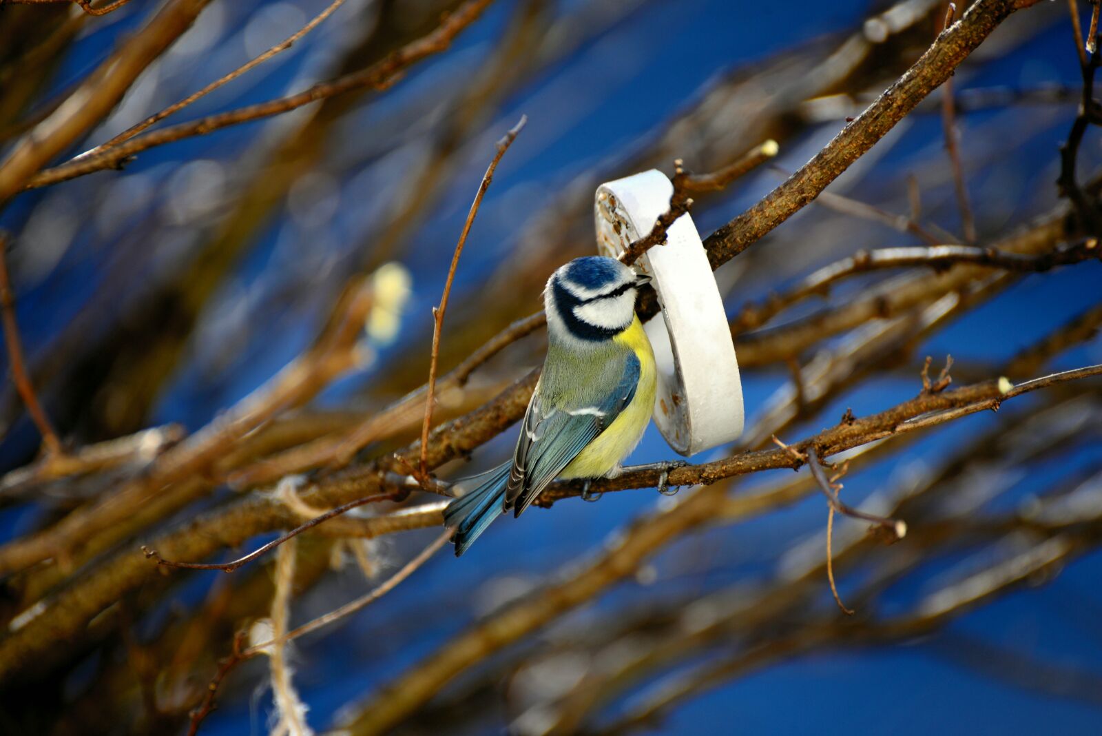 Nikon D610 sample photo. Tit, bird, tit rings photography