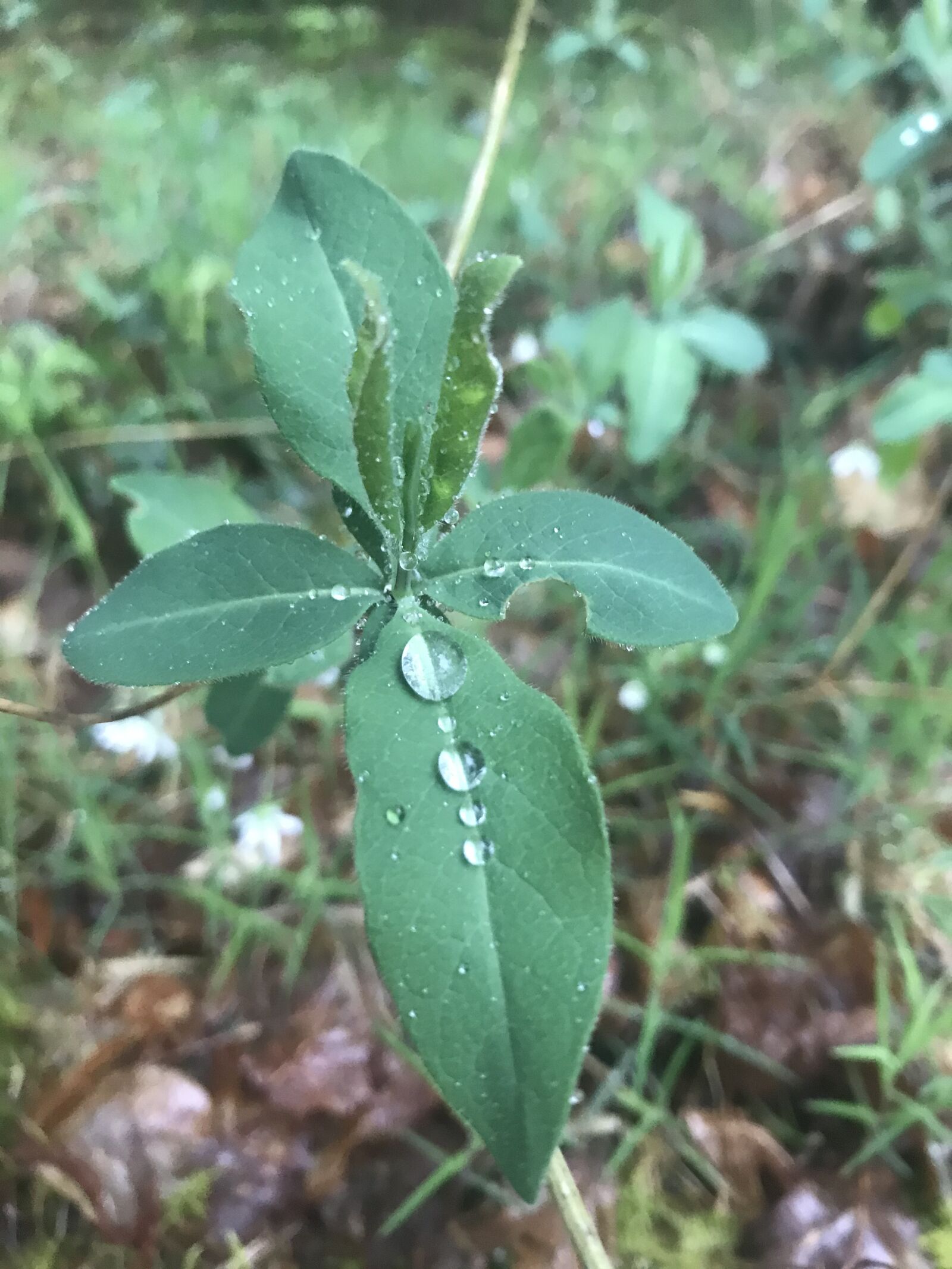 iPhone 7 back camera 3.99mm f/1.8 sample photo. Leaf, dew, rain photography