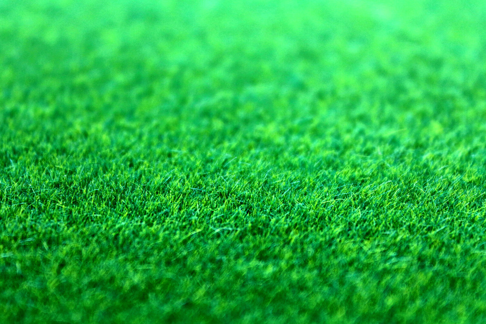Canon EOS 650D (EOS Rebel T4i / EOS Kiss X6i) sample photo. Field, grass, green, ground photography