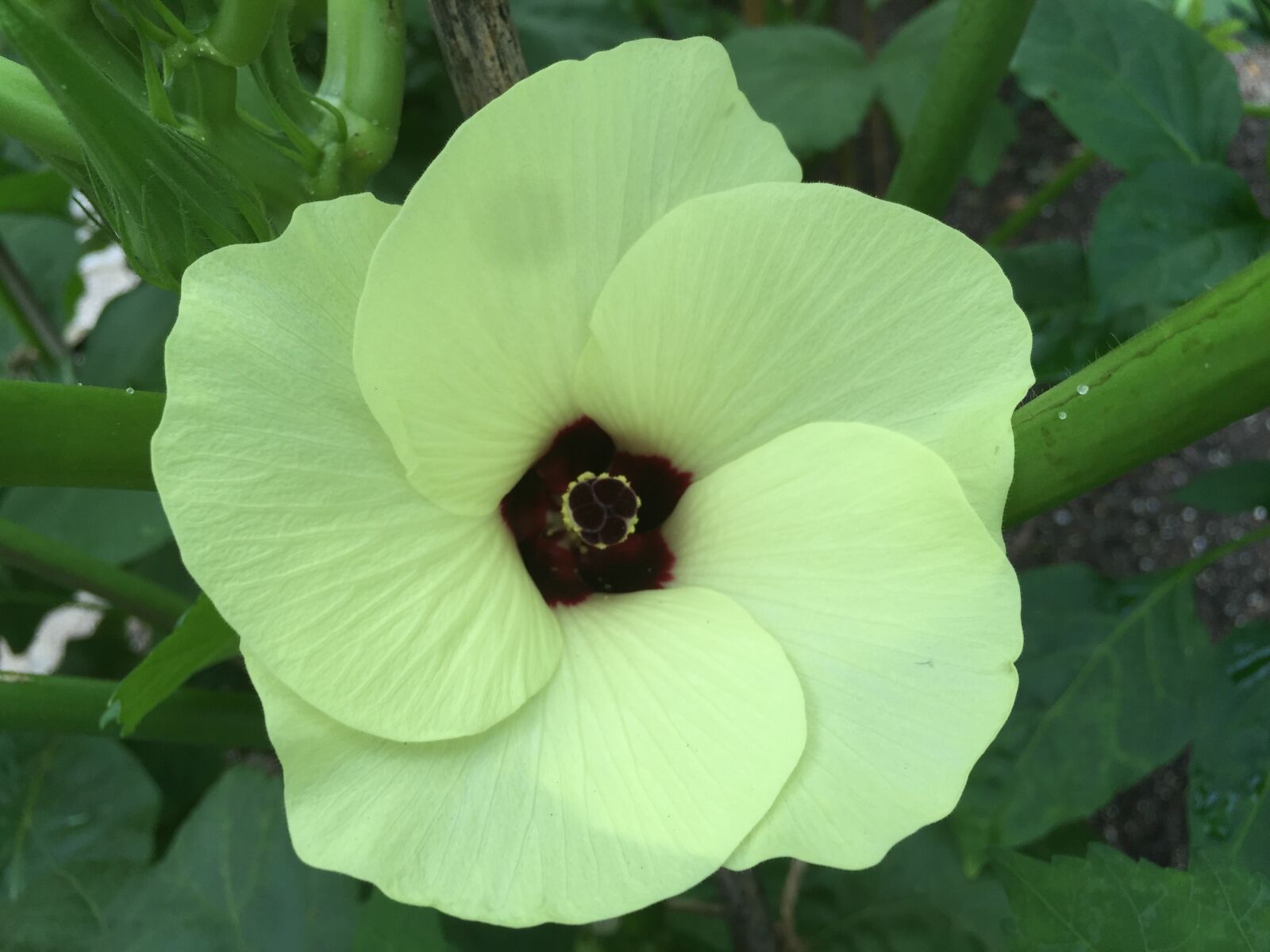 iPhone 6 Plus back camera 4.15mm f/2.2 sample photo. Okra, blossom, vegetable photography