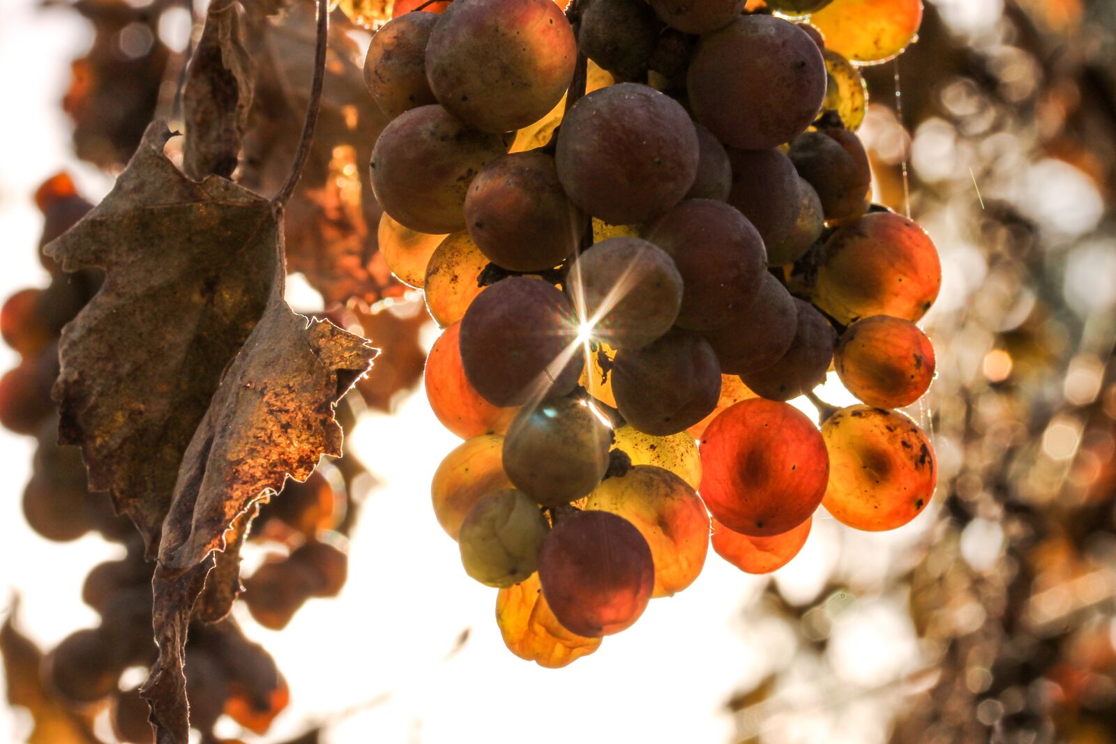Canon EF-S 60mm F2.8 Macro USM sample photo. Grape, autumn, sunlight photography