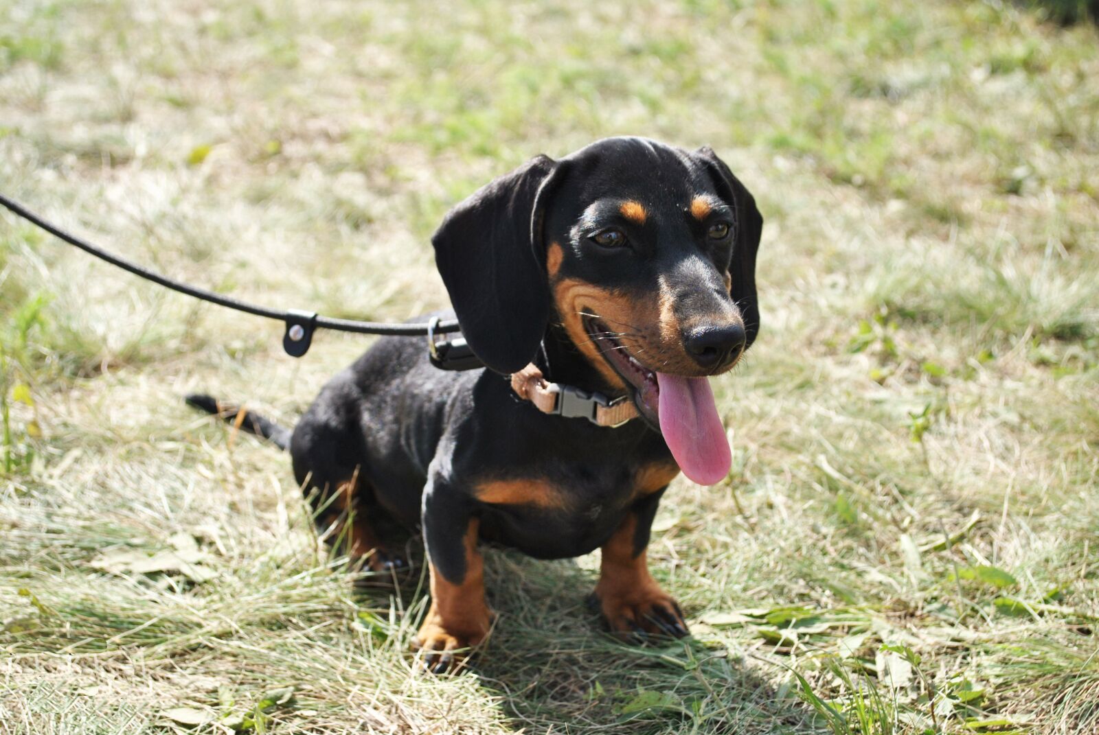 Nikon D3000 sample photo. Dog, doggy, puppy photography