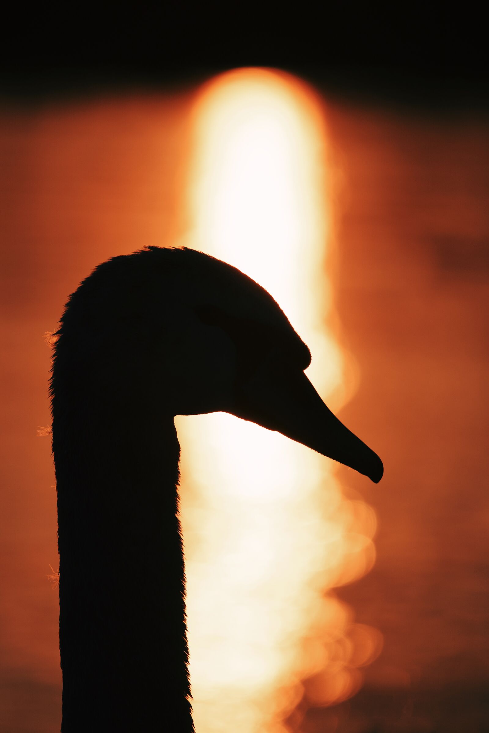 Canon EF 70-200mm F4L USM sample photo. Swan, summer, sun photography