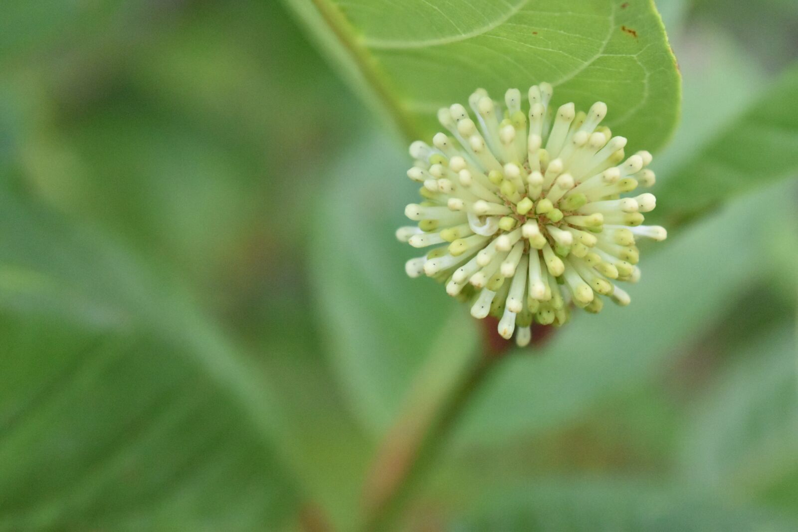 Nikon D5500 sample photo. Flower, bud, bloom photography
