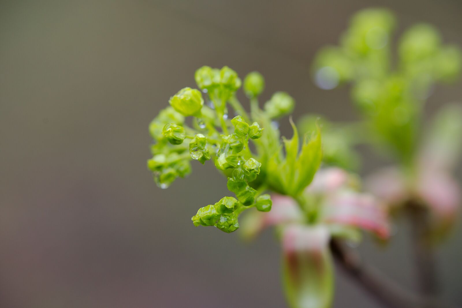 Canon EOS 6D sample photo. Nature, plant, leaf photography