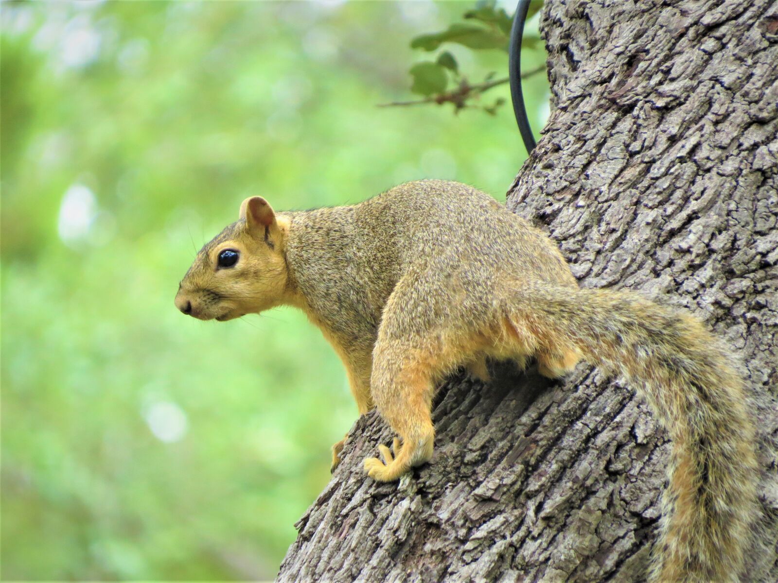 Canon PowerShot SX50 HS sample photo. Squirrel, tree, brown photography
