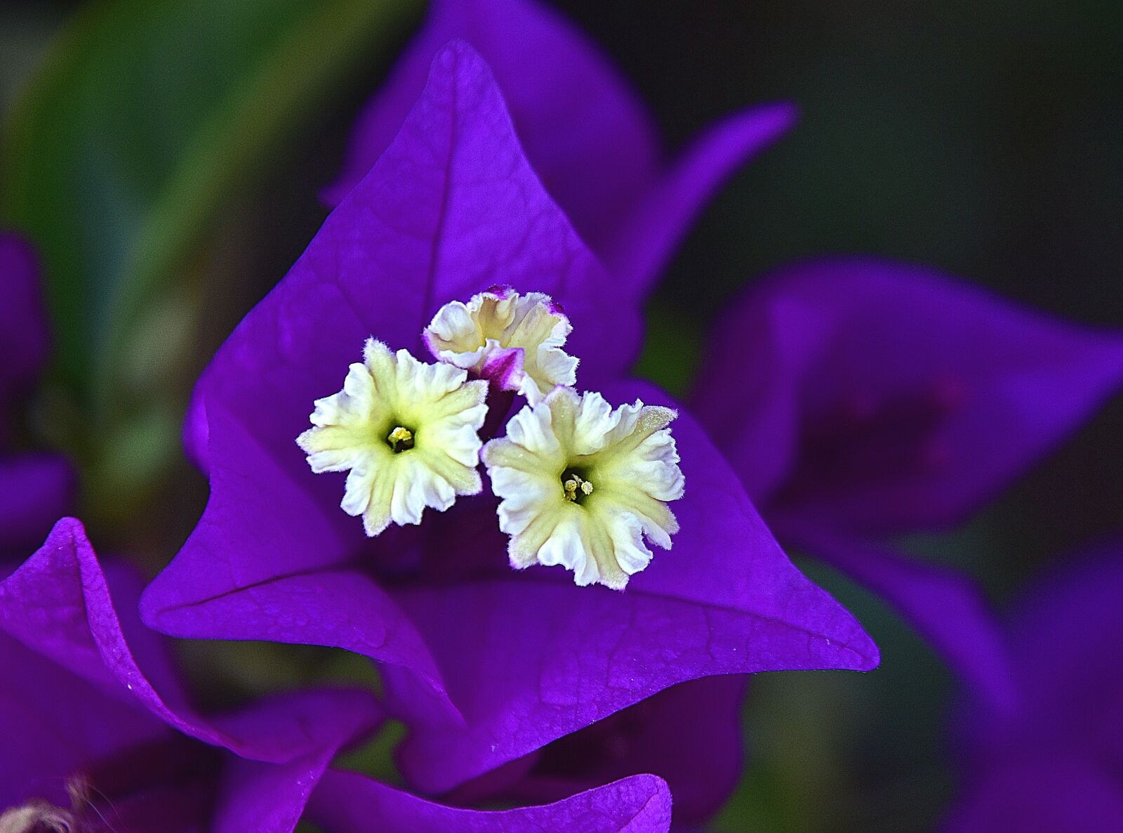 Nikon D7200 sample photo. Flower, garden, plant photography