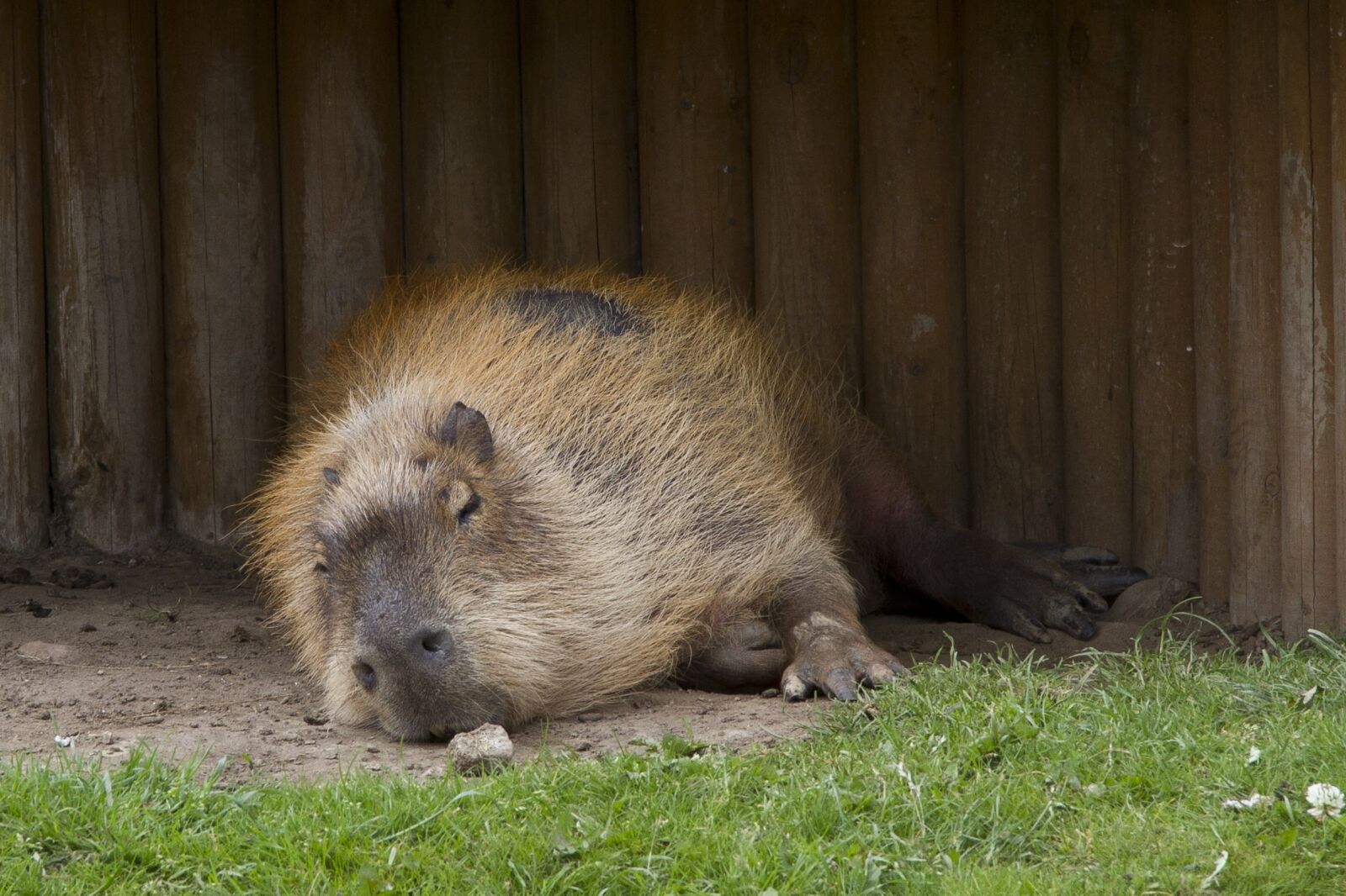 Canon EOS 7D + Canon EF 24-105mm F4L IS USM sample photo. Capybara, rodent, wildlife photography