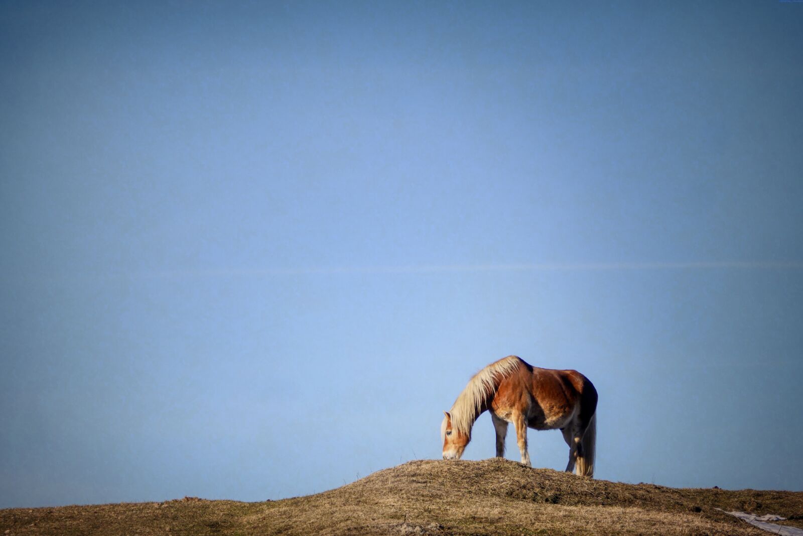 Panasonic Lumix DMC-GX8 sample photo. Horse, pasture, hill photography