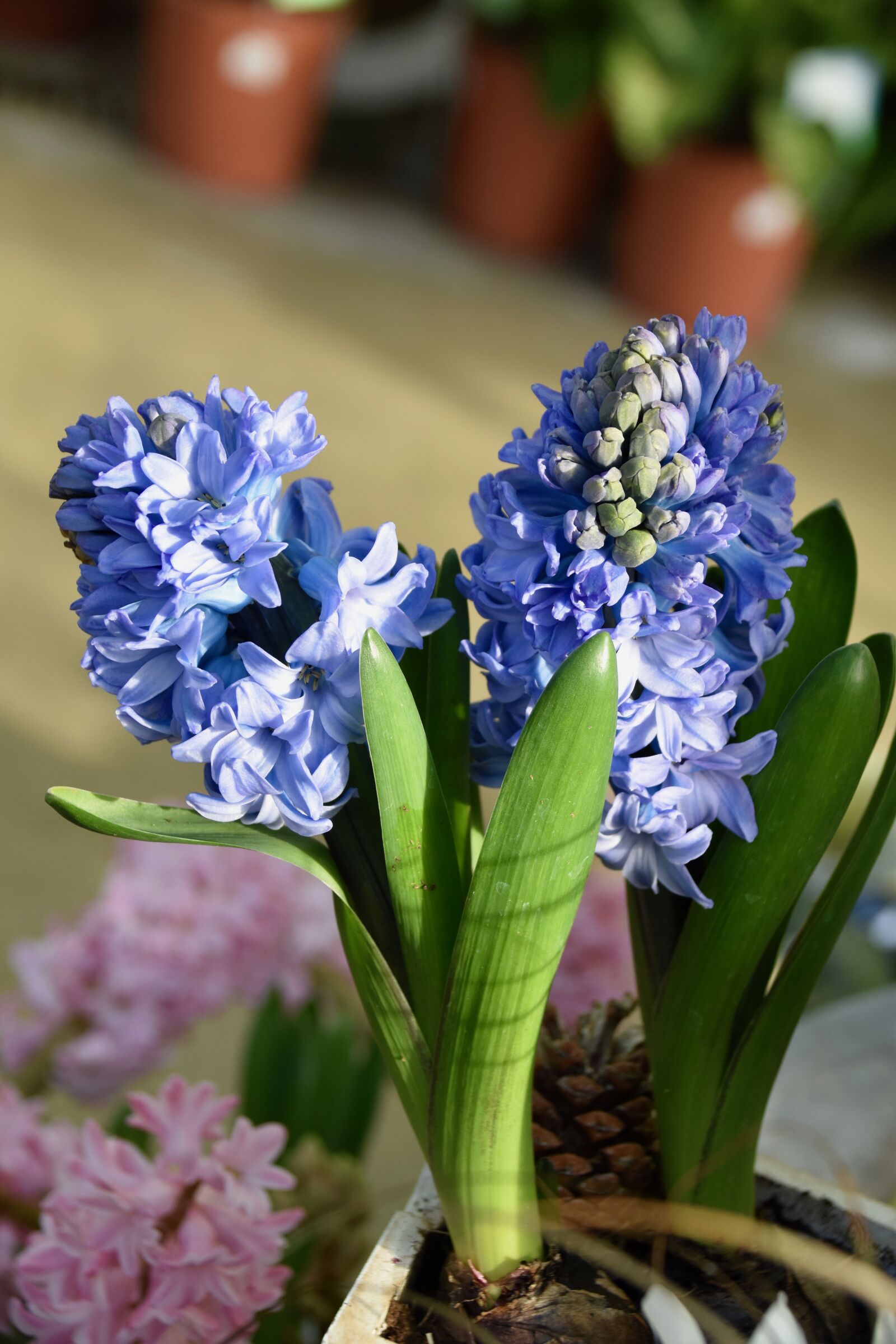 Nikon D5600 sample photo. Flower, hyacinth, hyacinth bloom photography