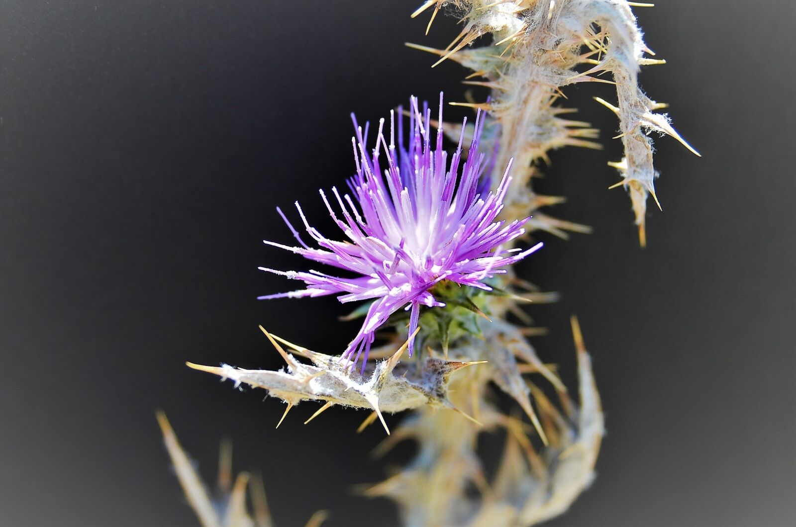 Nikon D7000 sample photo. Plants, flowers, nature photography