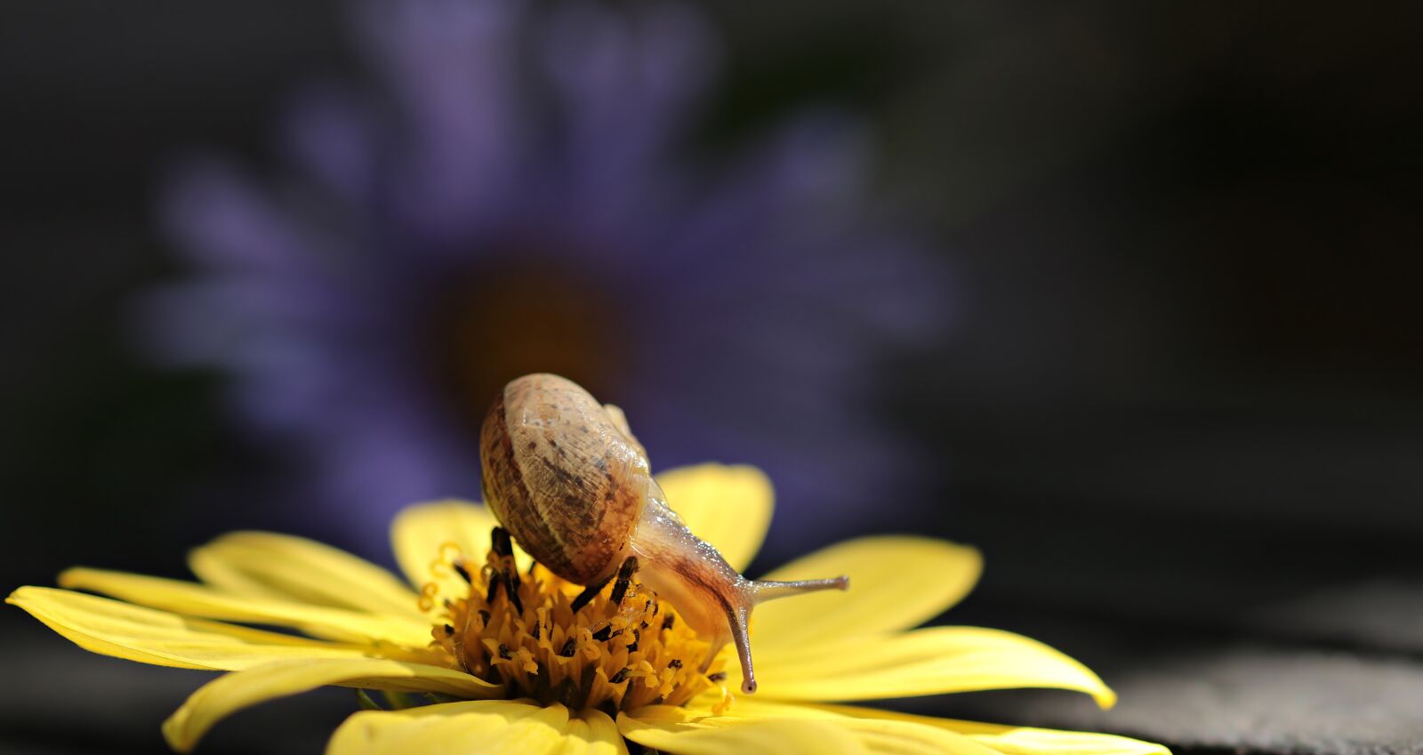 Canon EOS 80D sample photo. Snail, va-jay-jay, flower photography