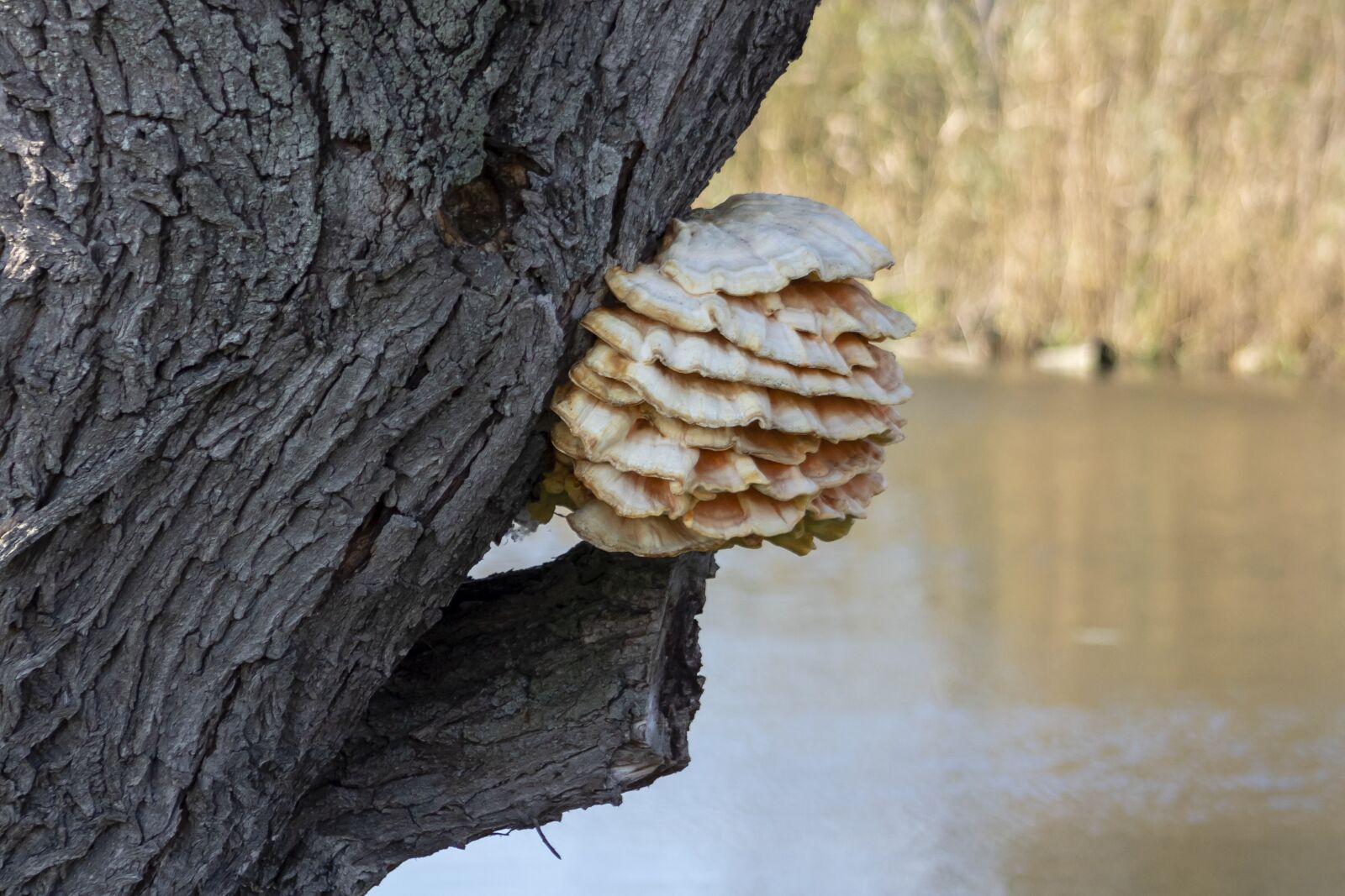 Canon EF75-300mm f/4-5.6 sample photo. Mushroom, fag in, spore photography