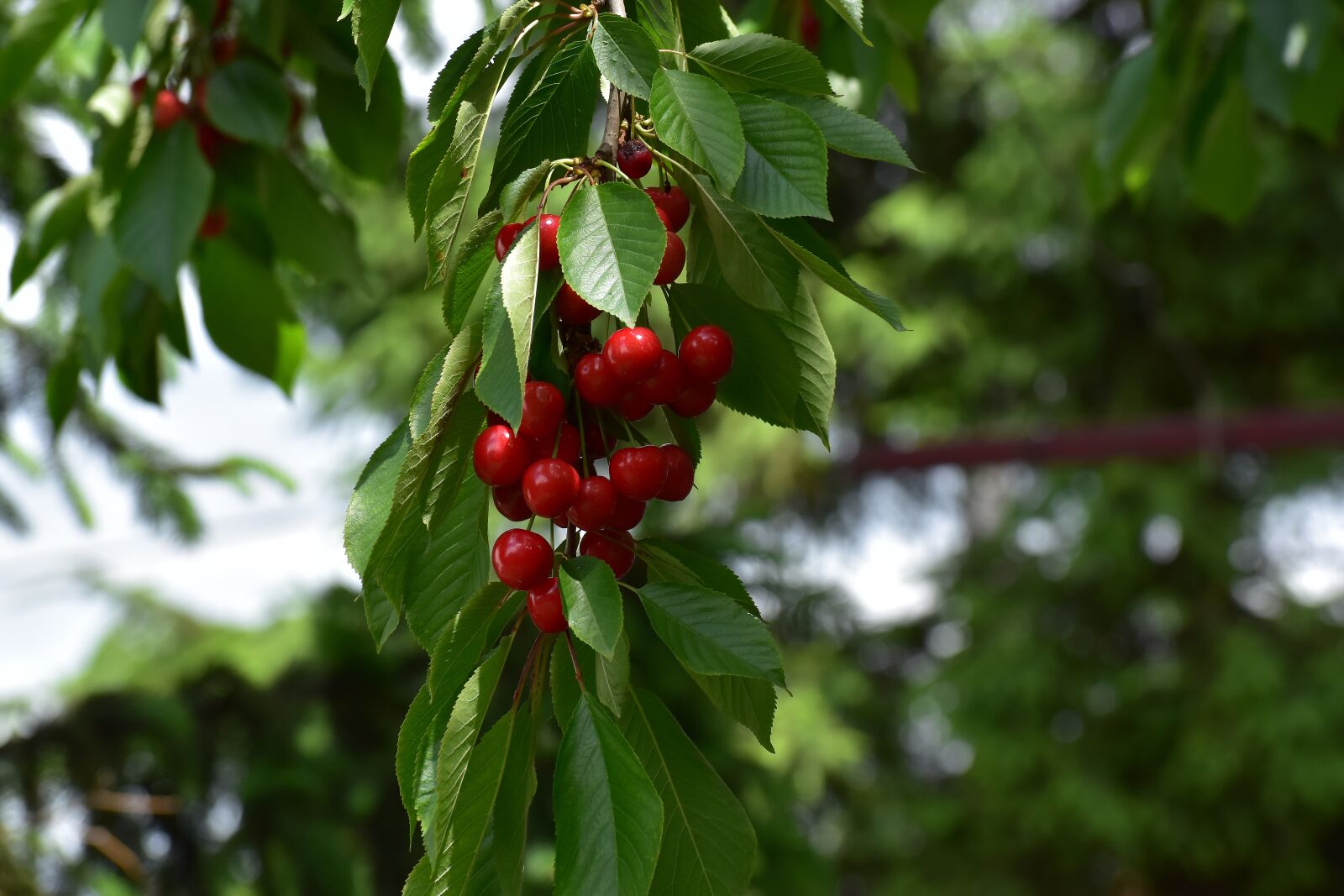 Nikon D5600 sample photo. Cherries, fruit, cherry photography