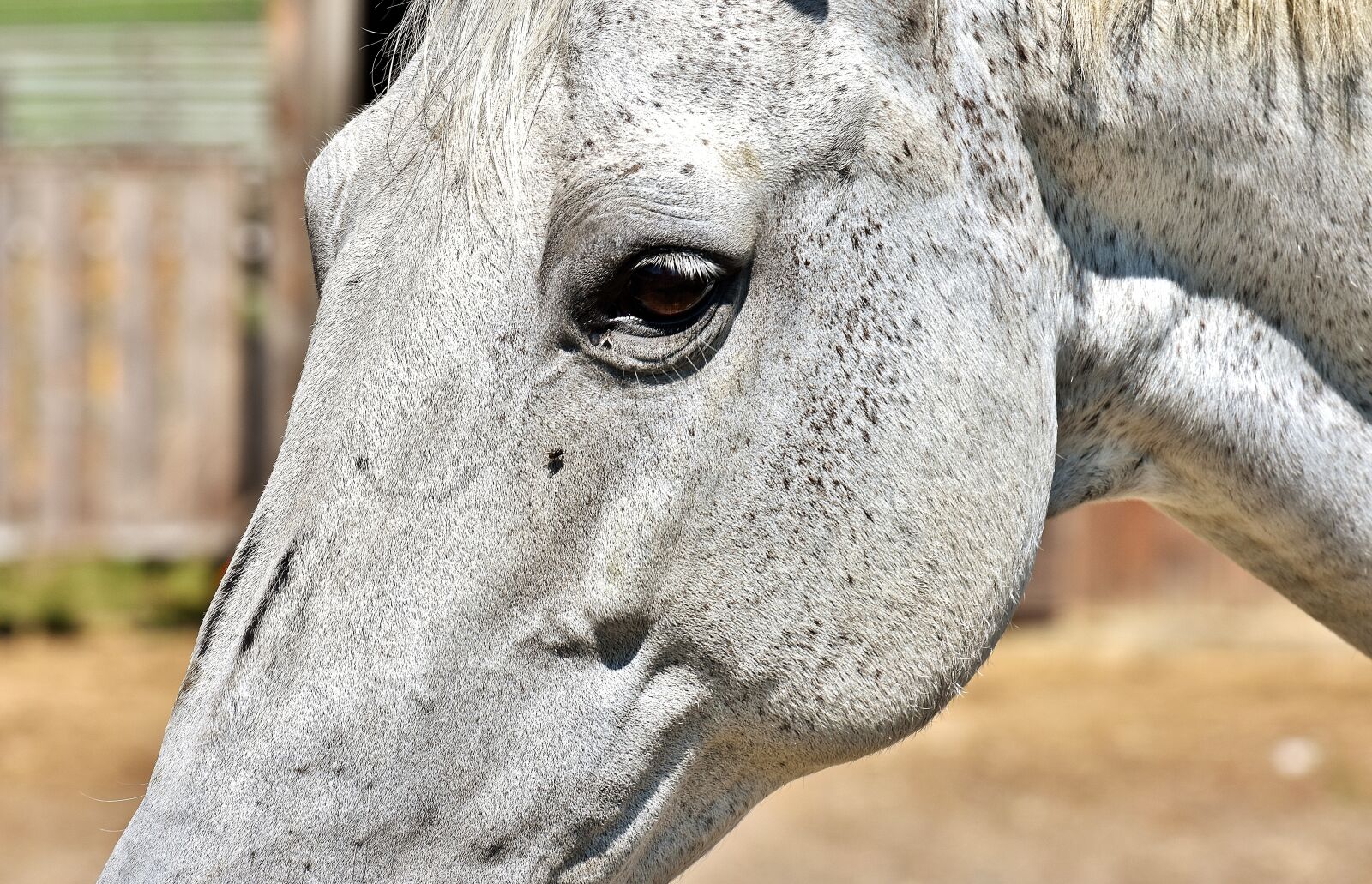 Nikon D7200 sample photo. Horse, mold, reiterhof photography
