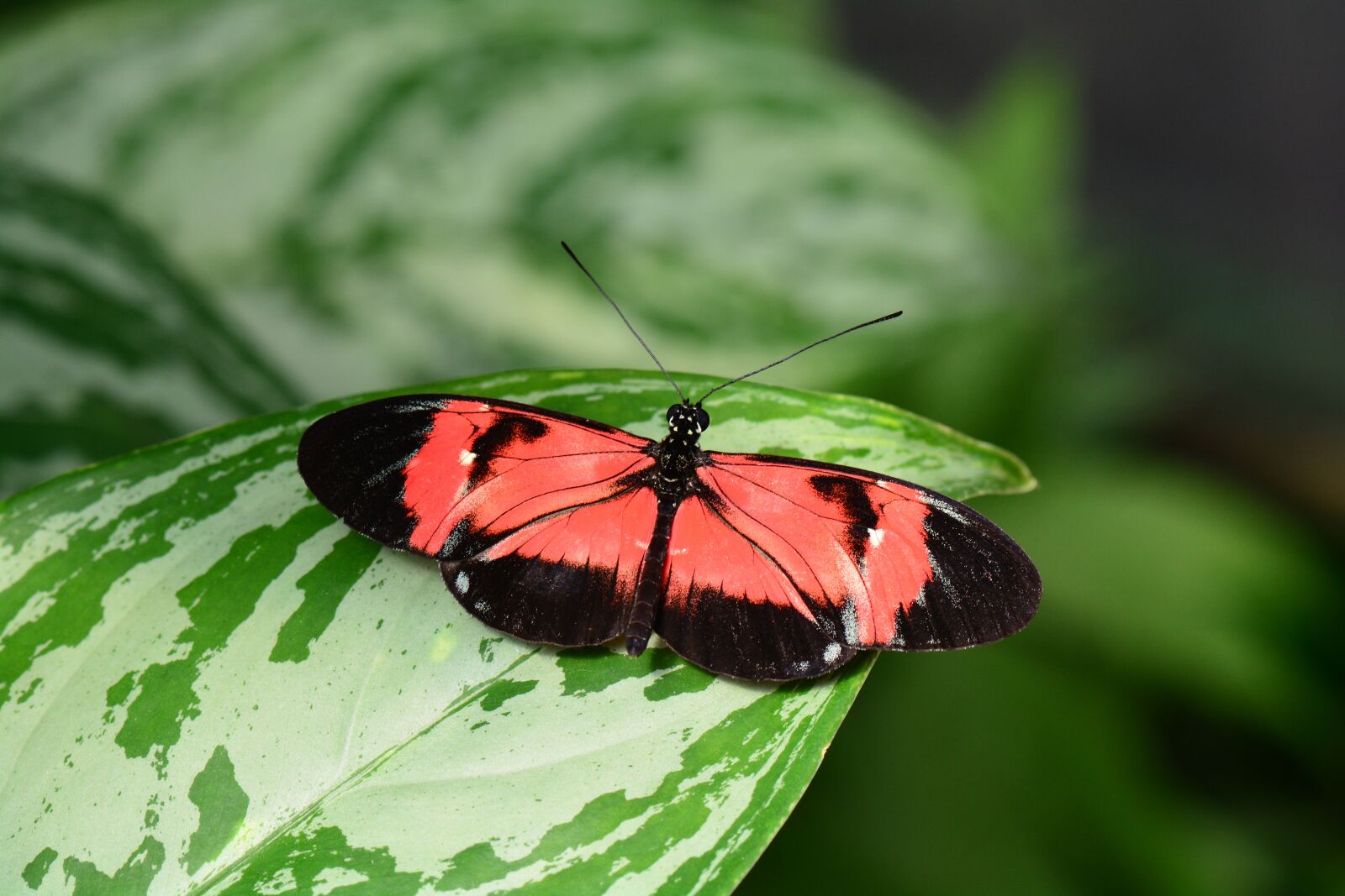 Nikon D7100 sample photo. Hybrid butterfly, red and photography