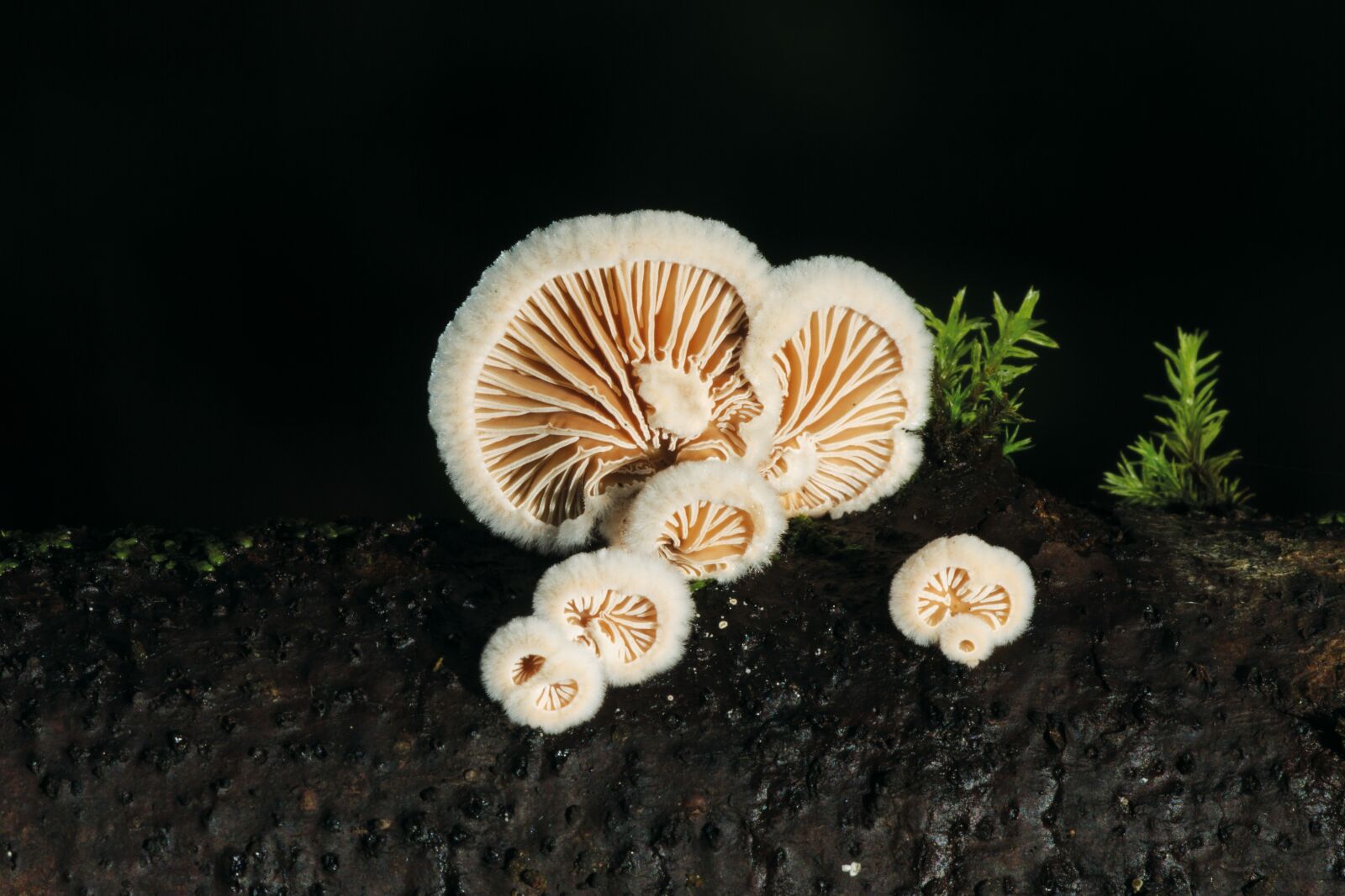 Canon EOS 7D sample photo. Mushroom, tree fungus, nature photography