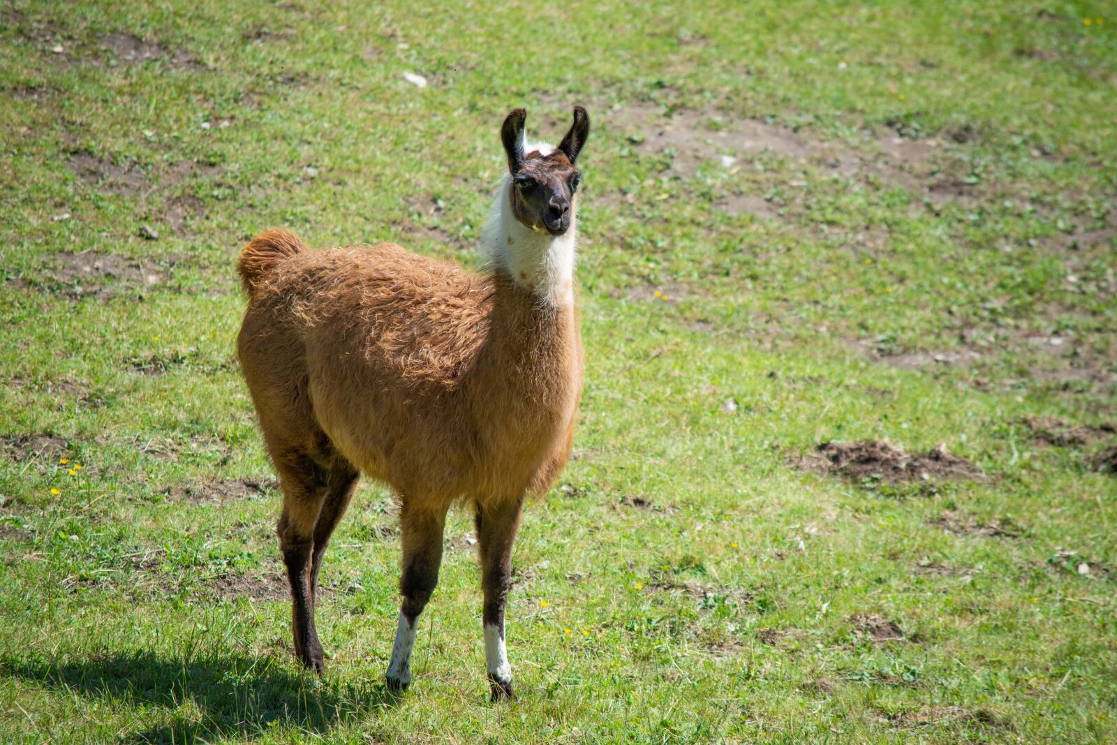 Nikon D7100 sample photo. Lama, pasture, coupling photography