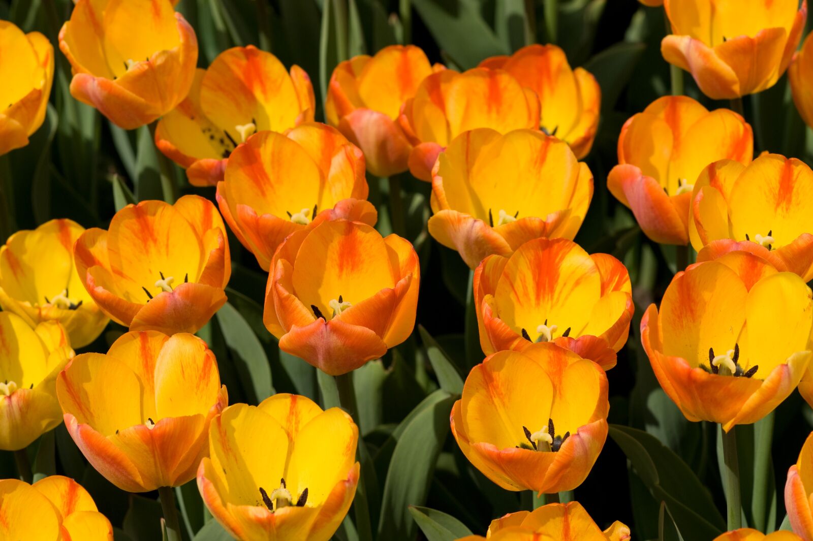Sony Alpha DSLR-A350 sample photo. Tulip, flower, spring photography