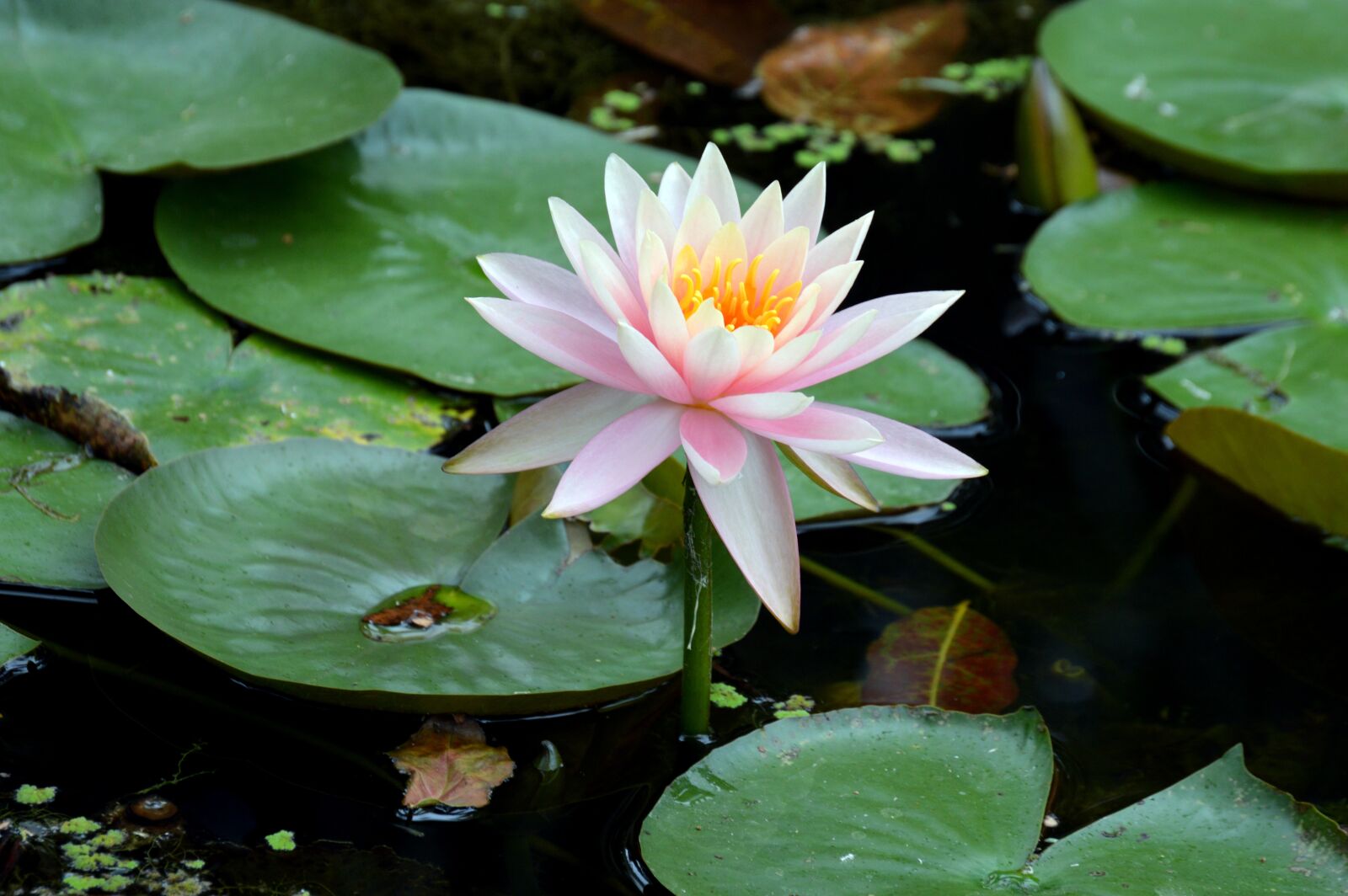 Nikon D3200 sample photo. Waterlily, flower, green photography