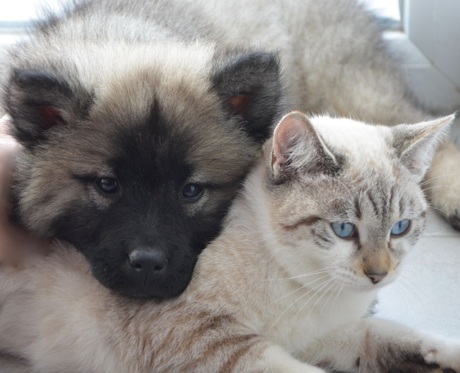Nikon D5200 sample photo. Dog cat, puppy kitten photography