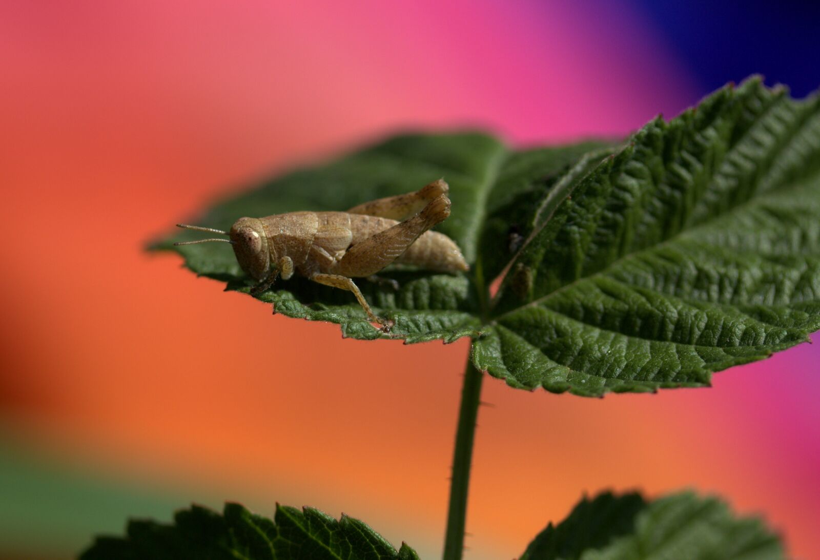 Canon EF-S 60mm F2.8 Macro USM sample photo. Grasshopper, plant, rest photography