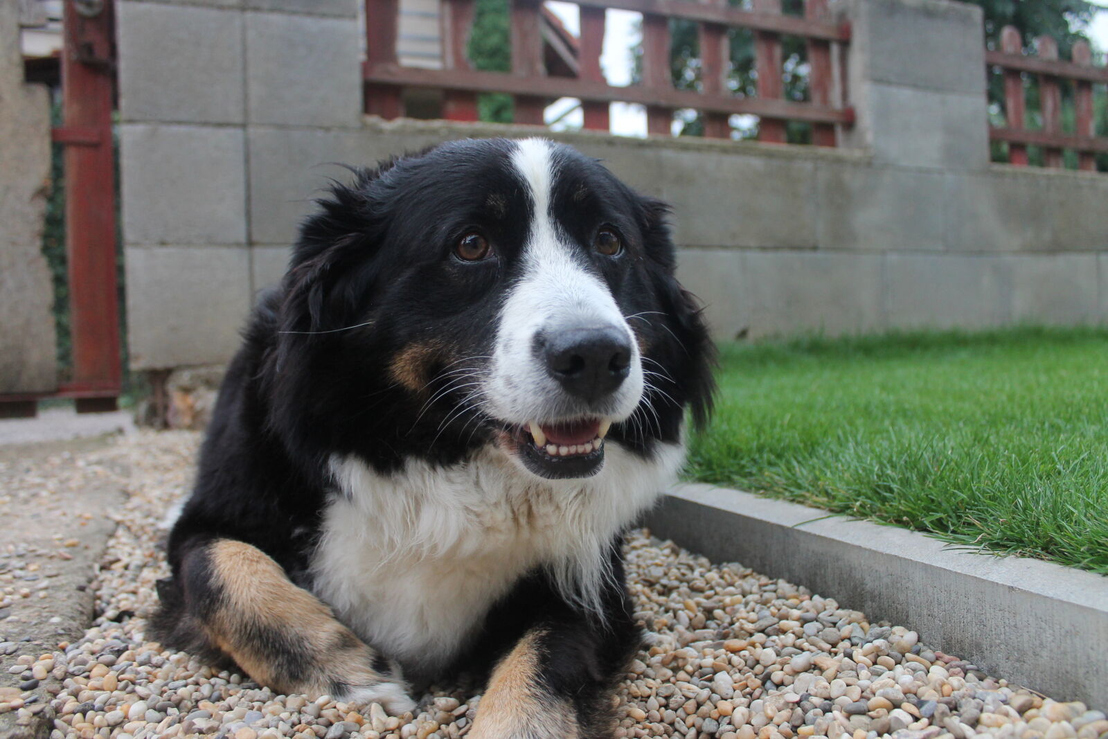 Canon EOS 1100D (EOS Rebel T3 / EOS Kiss X50) sample photo. Dog photography