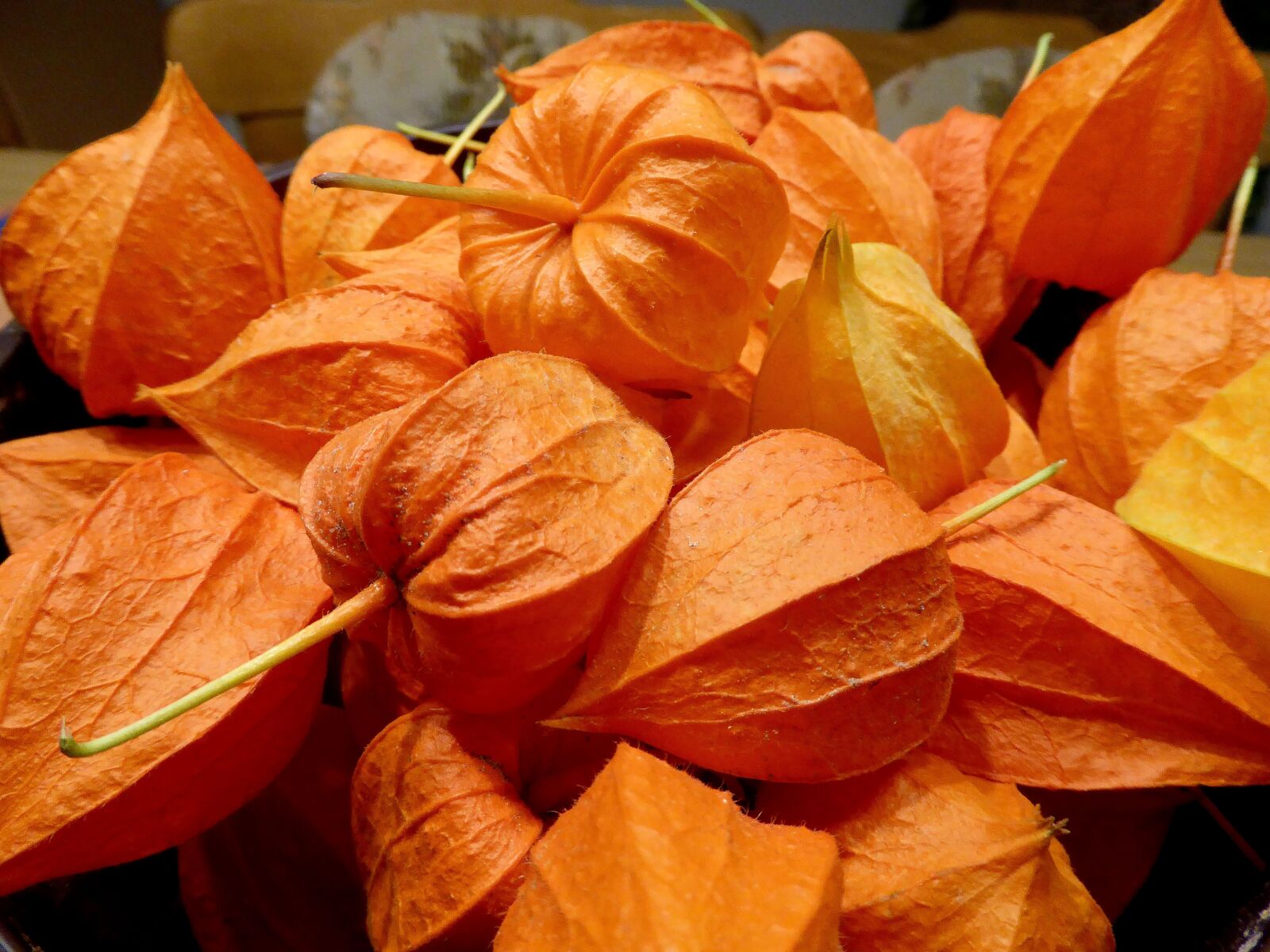 Panasonic DMC-TZ61 sample photo. Lampignonblume, orange, flower photography