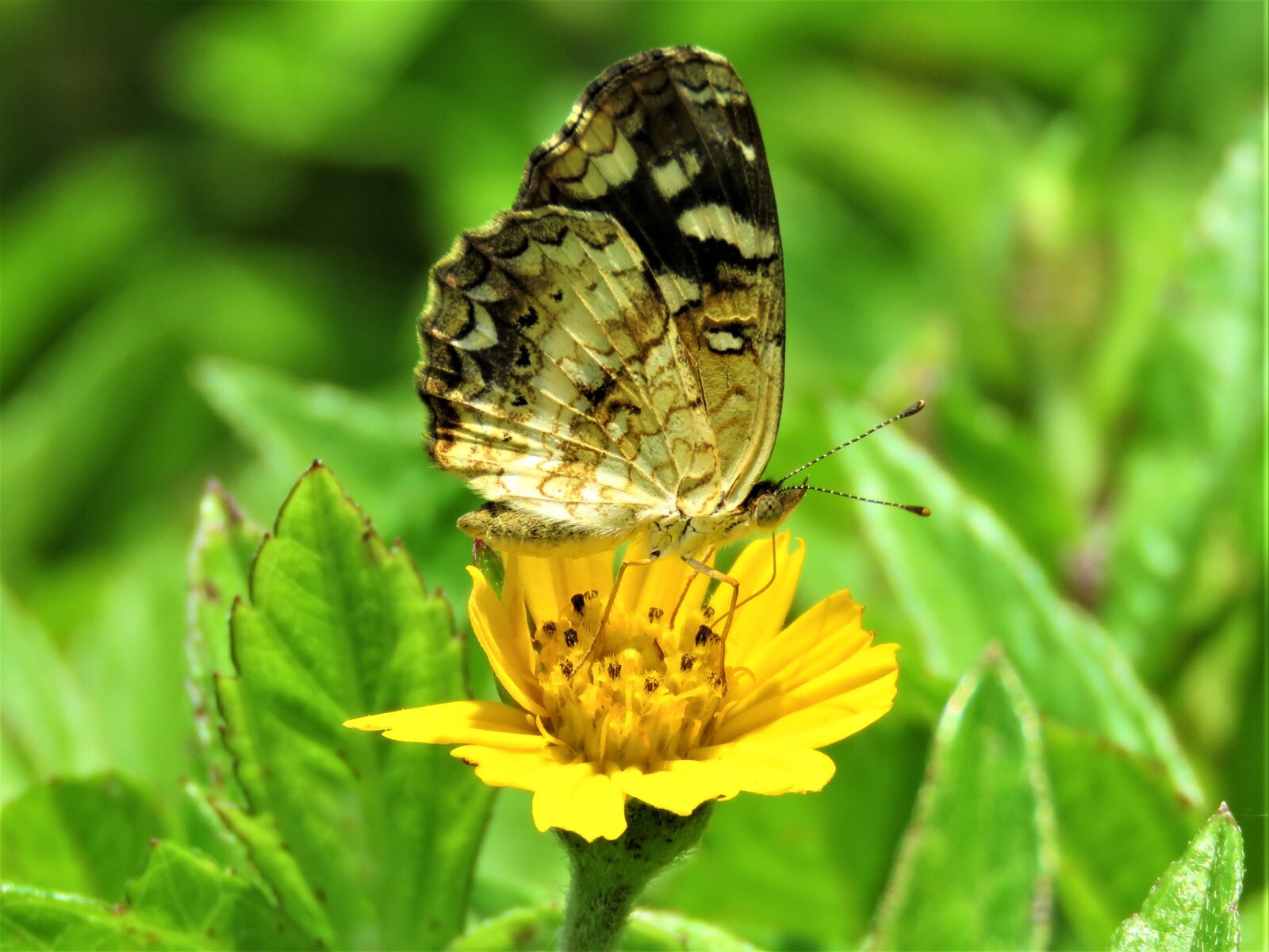 Canon PowerShot SX60 HS sample photo. Butterfly, yellow, flower photography