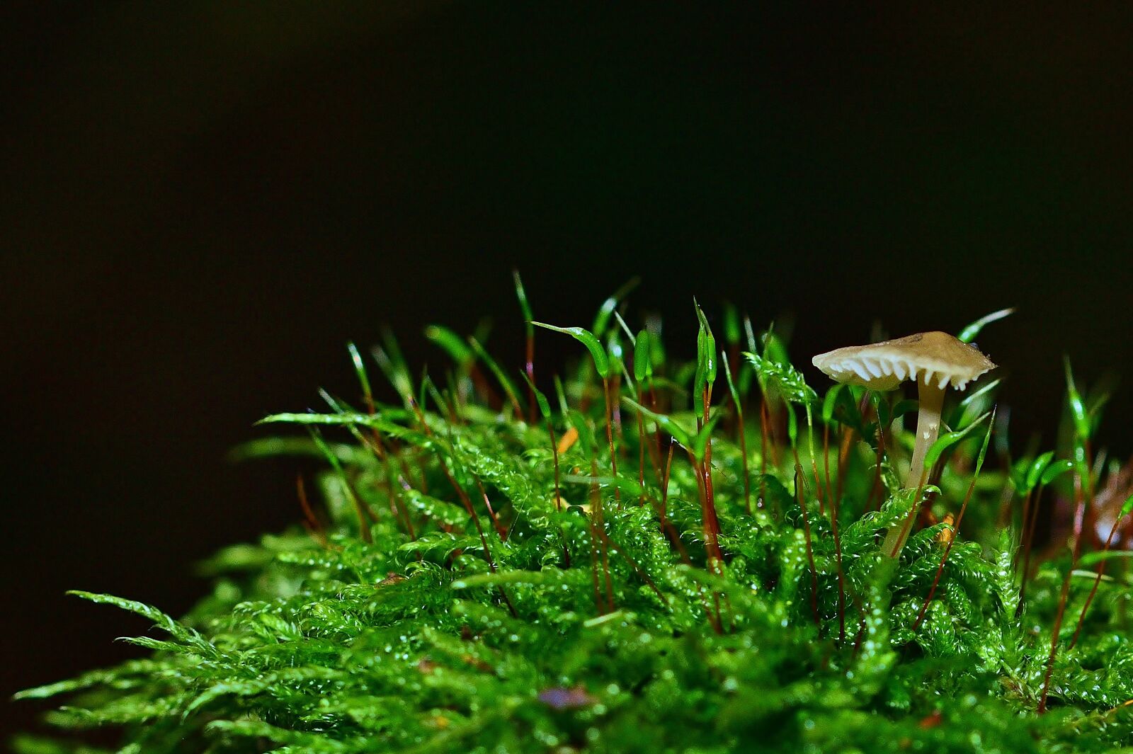 Nikon D5200 sample photo. Forest, mushroom, moss photography