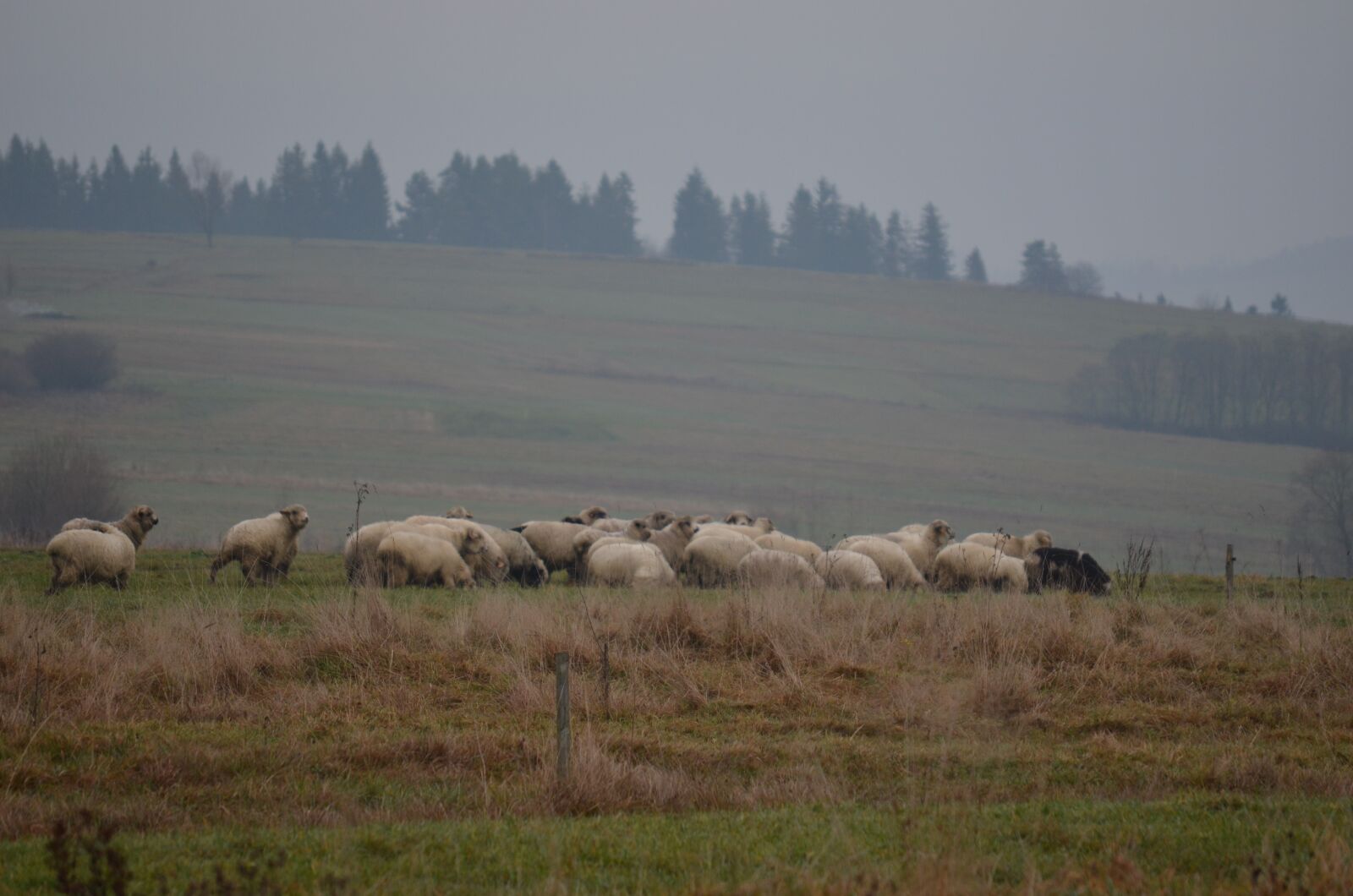Nikon D5100 sample photo. Panorama, forests, mountains photography