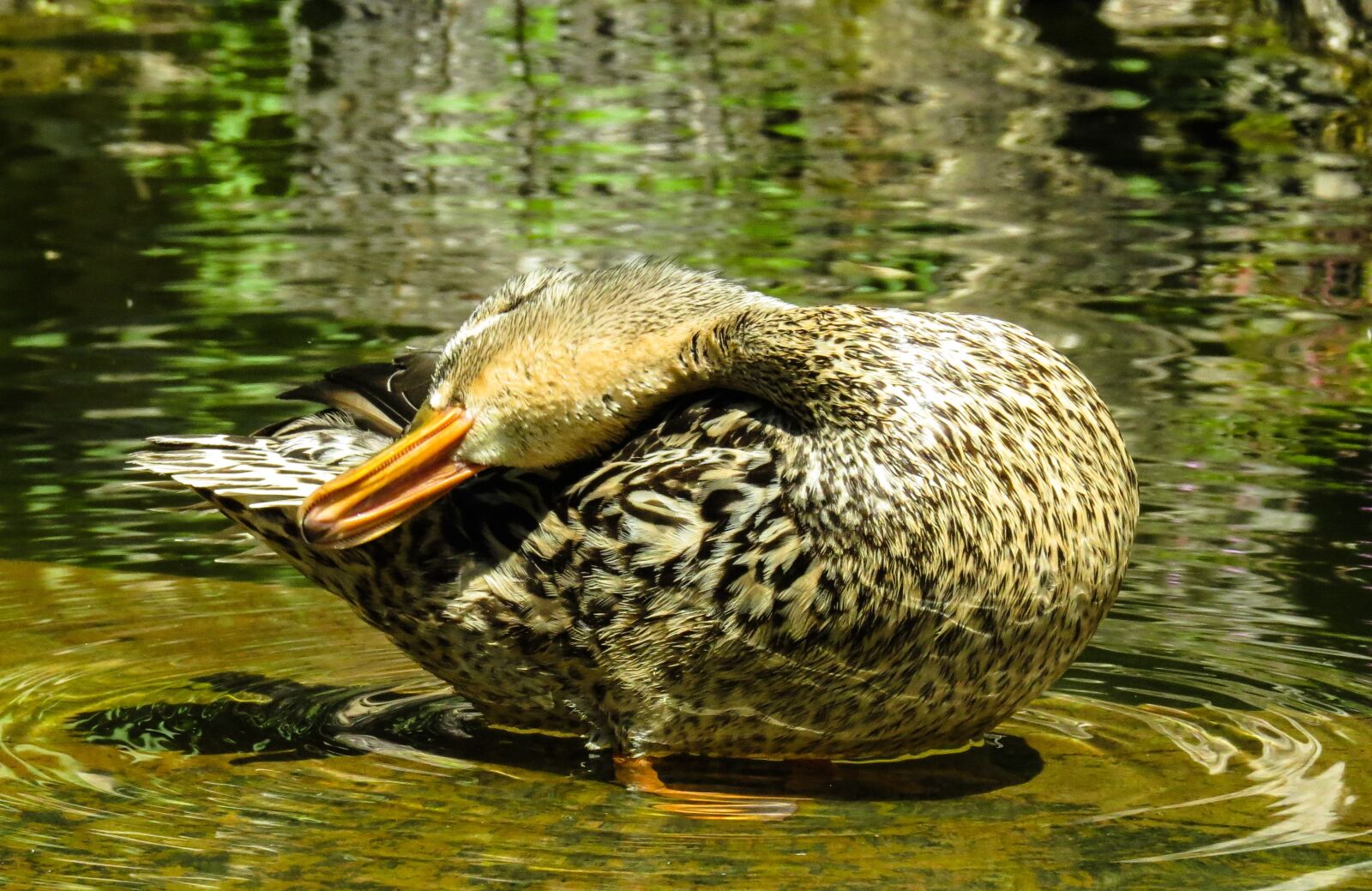 Canon PowerShot SX50 HS sample photo. Animal, duck, water bird photography