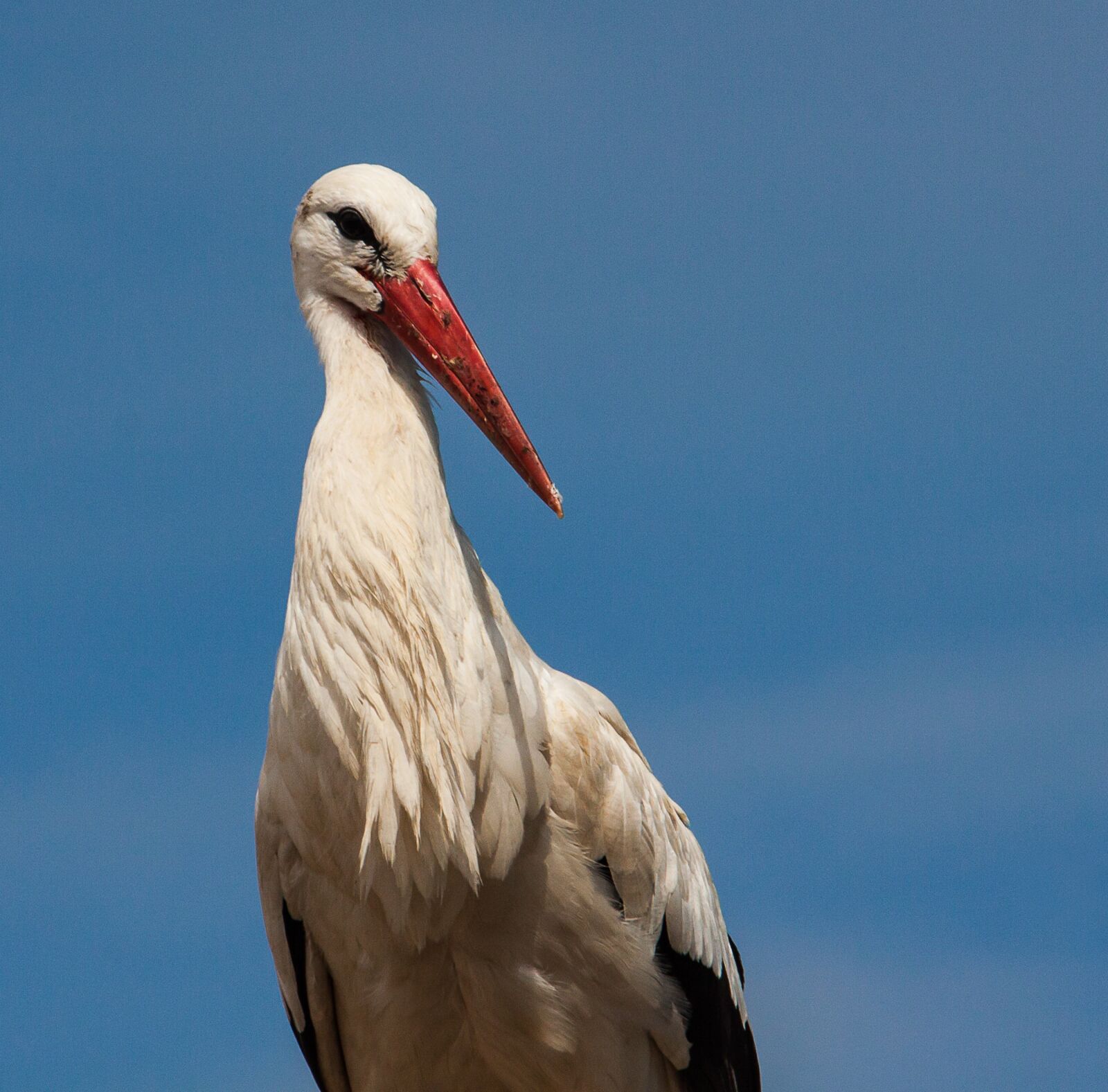 Canon EOS 50D sample photo. Stork, bird, animal world photography