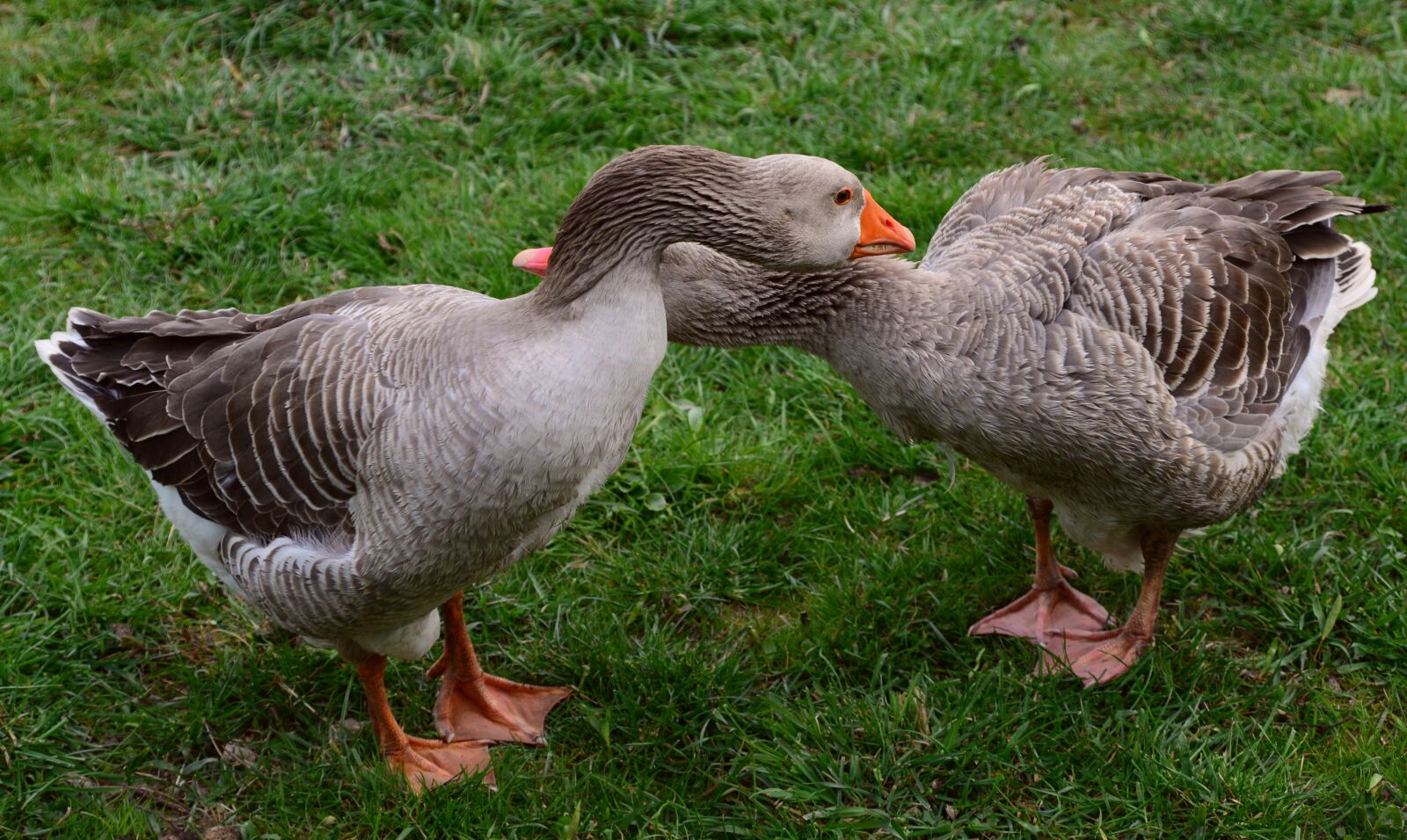 Nikon D610 sample photo. Goose, domestic goose, animal photography