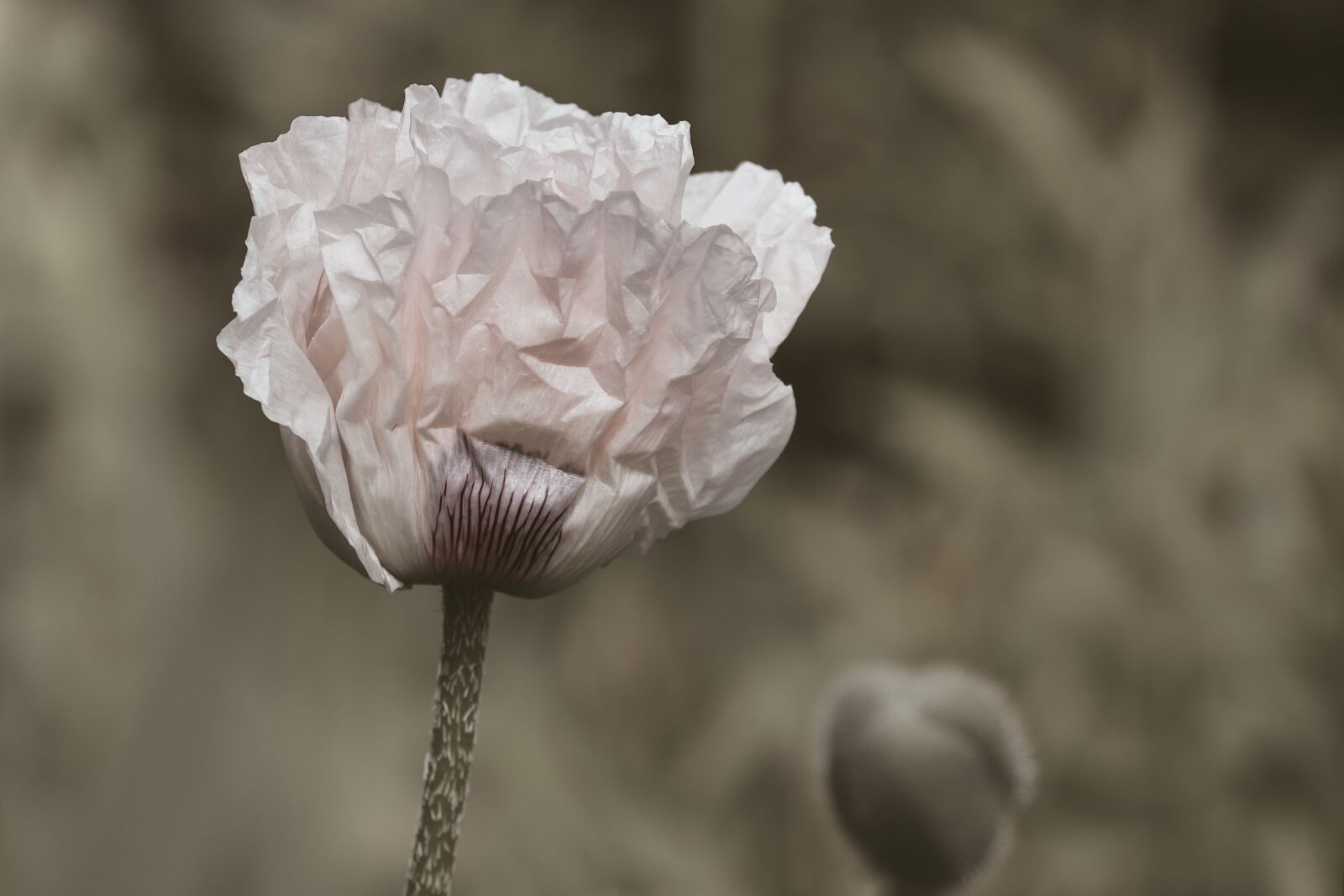 Canon EOS 200D (EOS Rebel SL2 / EOS Kiss X9) sample photo. Poppy flower, white, white photography