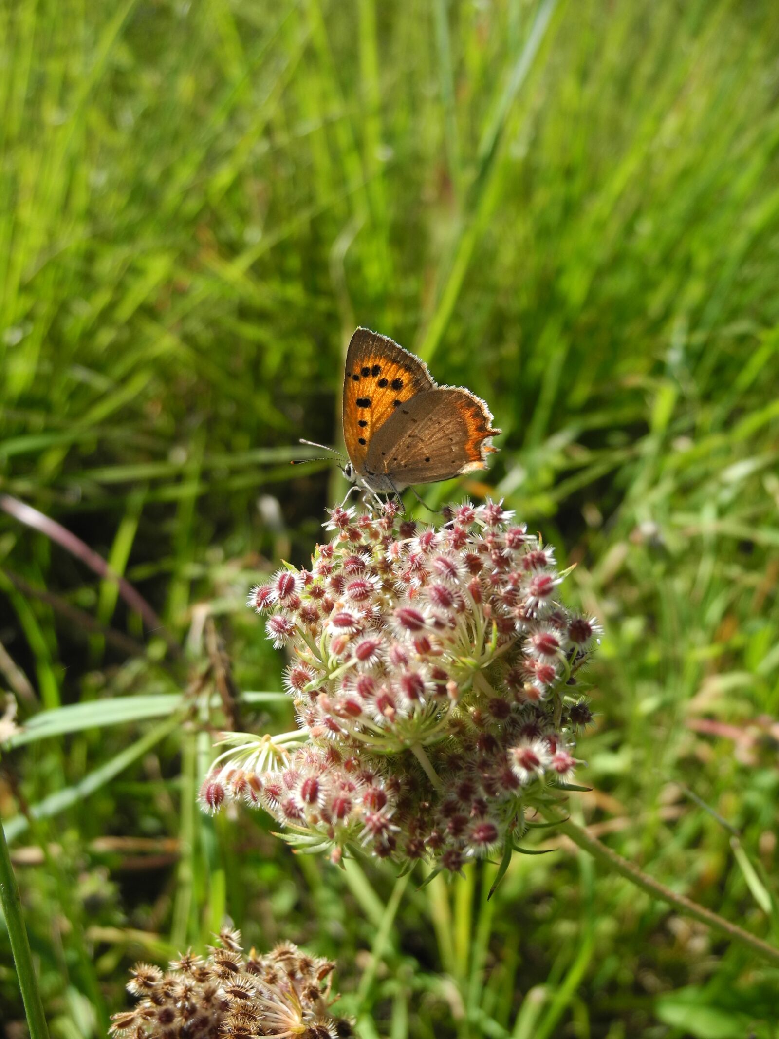 Nikon Coolpix P7000 sample photo. Butterfly, flower, fauna photography