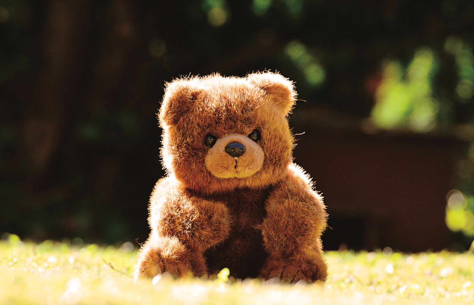Nikon D3200 sample photo. Teddy, cute, soft toy photography