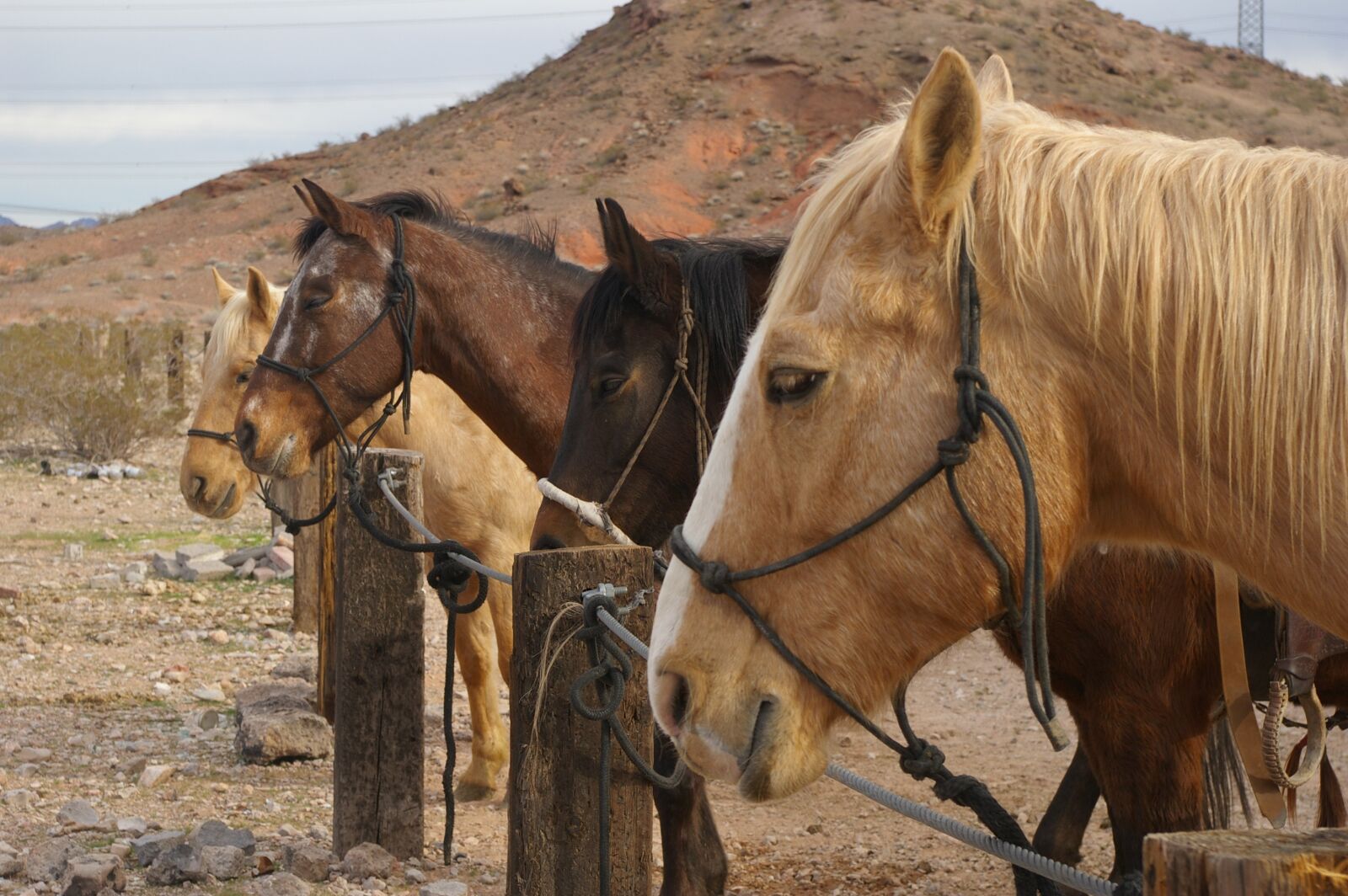 Pentax K100D Super sample photo. Horse, horses, equestrian photography
