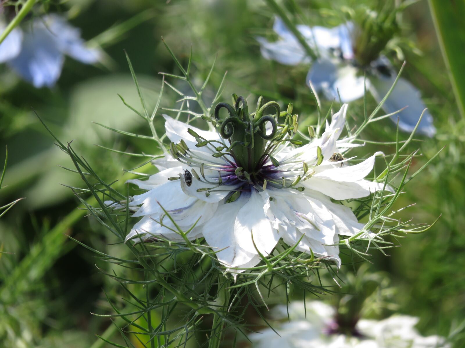 Canon PowerShot SX710 HS sample photo. Nature, flower, plant photography