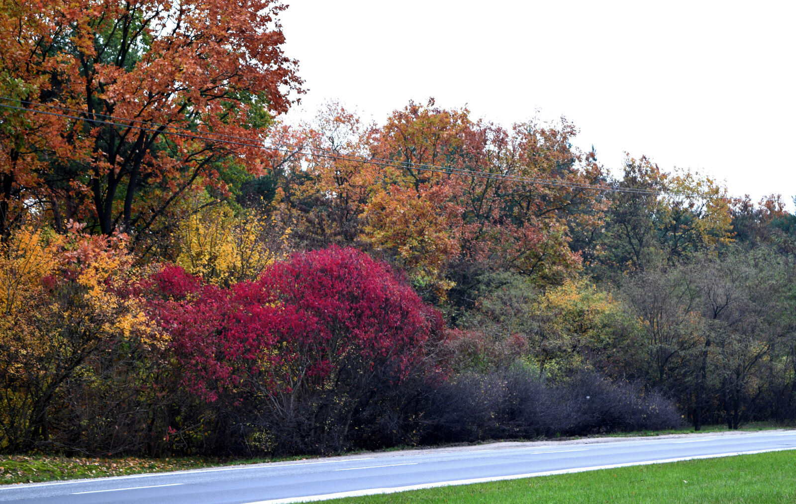 Nikon D3300 sample photo. Autumn, colorful, leaves, colors photography
