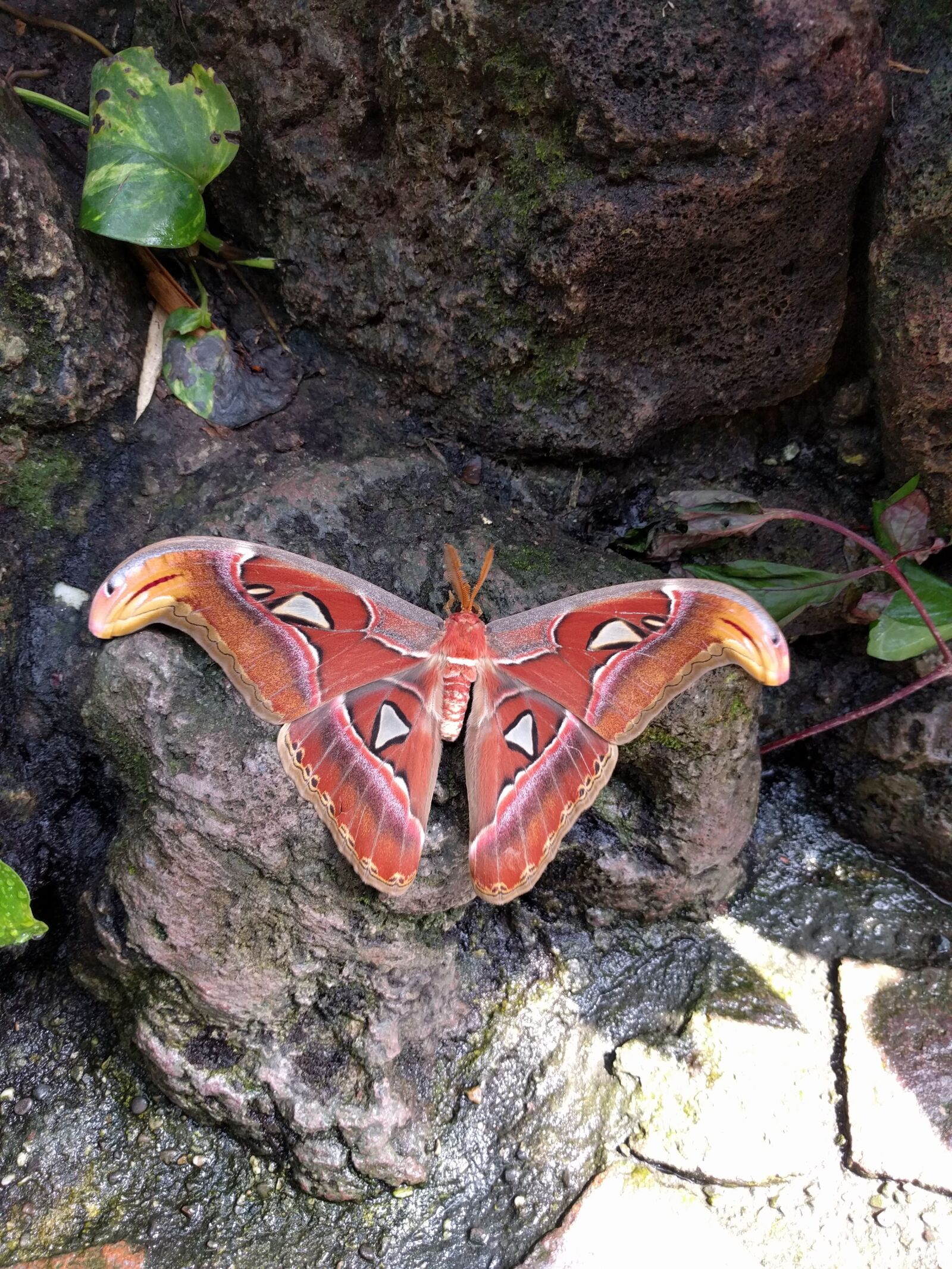 LG Nexus 5X sample photo. Moth, butterfly, big photography