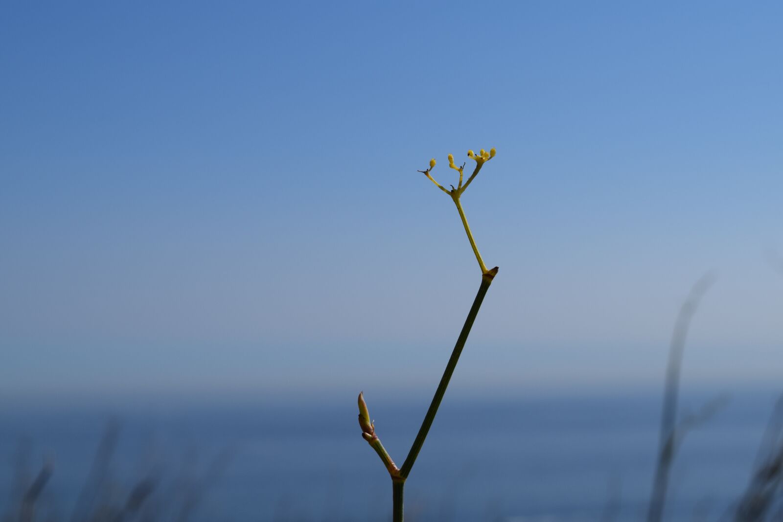 Nikon D3300 sample photo. Solo, plant, flower photography