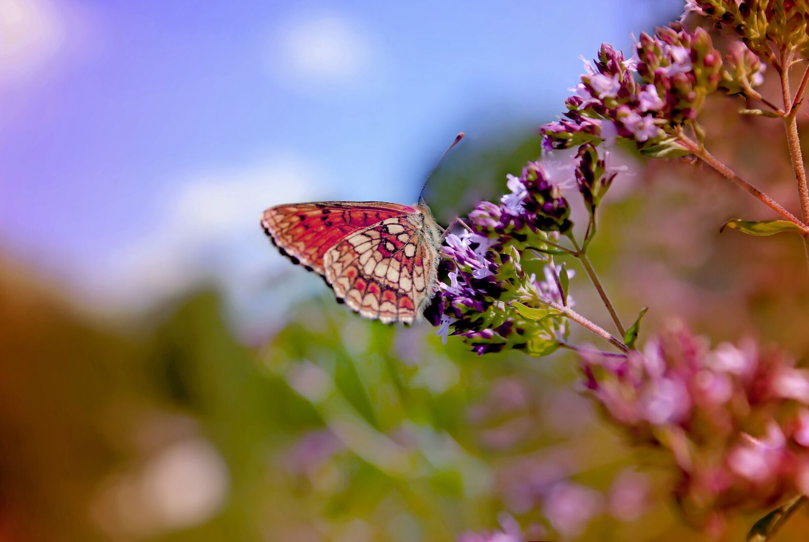 Canon EOS 550D (EOS Rebel T2i / EOS Kiss X4) sample photo. Flowers, butterfly, color photography