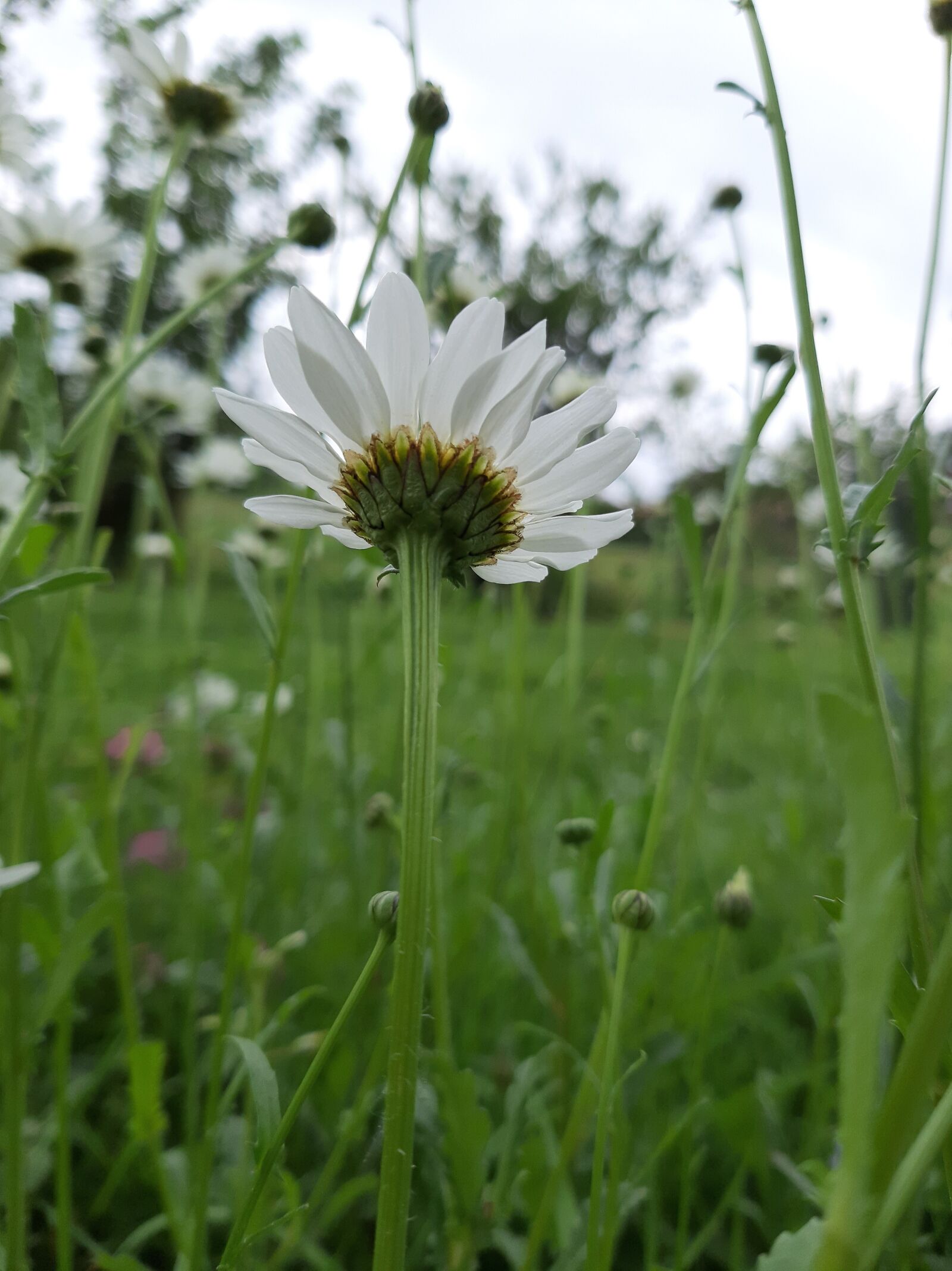 Samsung Galaxy A50 sample photo. Daisy, white, flowers photography